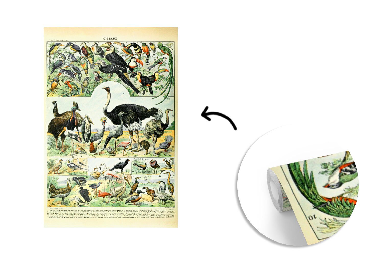 MuchoWow Fototapete St), Tiere (3 Montagefertig Vögel - Design, Vinyl bedruckt, Tapete für Wandtapete - Wohnzimmer, Matt,