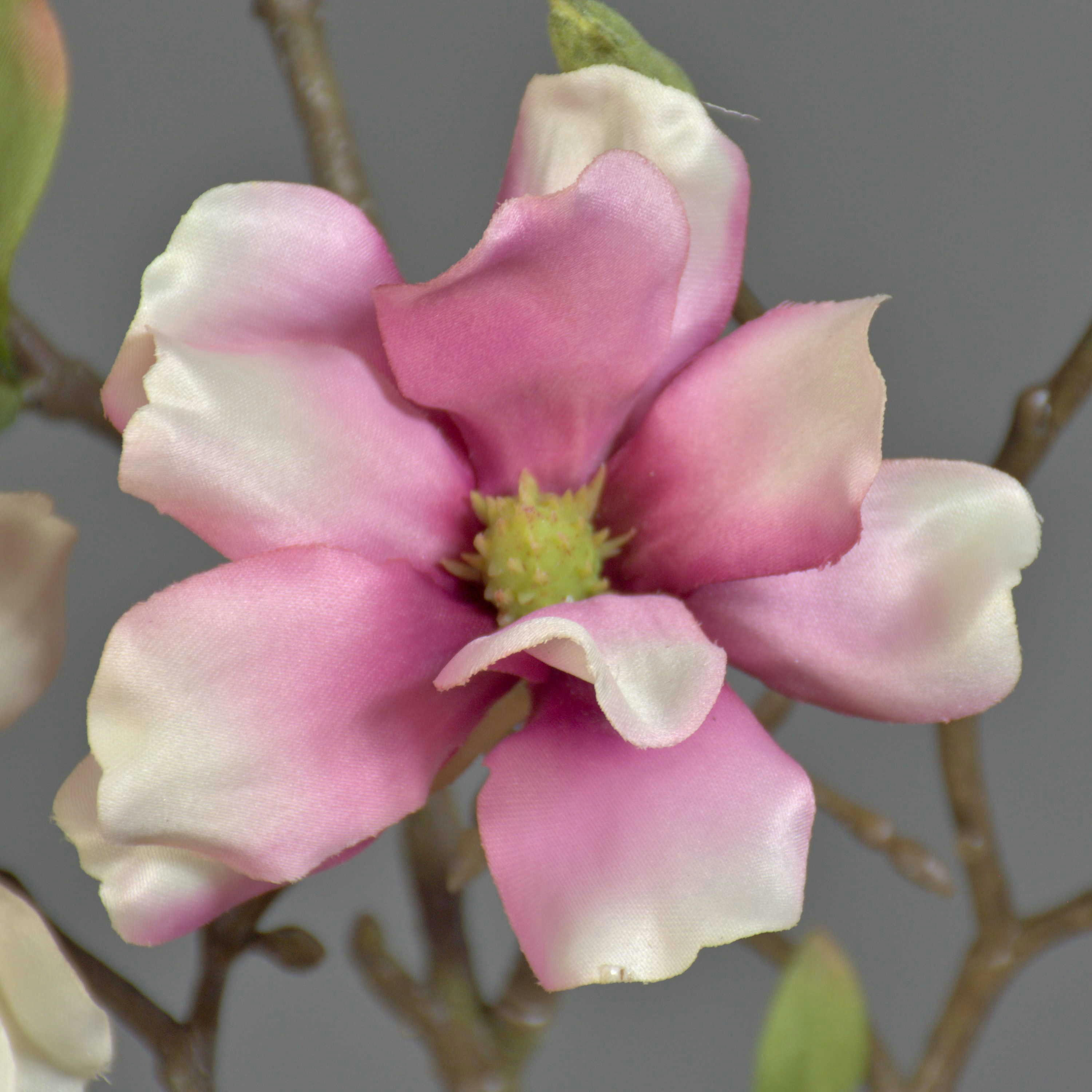 Kunstzweig Deko Magnolienzweig, 4 Blüten und Knospen, weiß - rosa, 80cm Magnolie, artplants, Höhe 80.0 cm