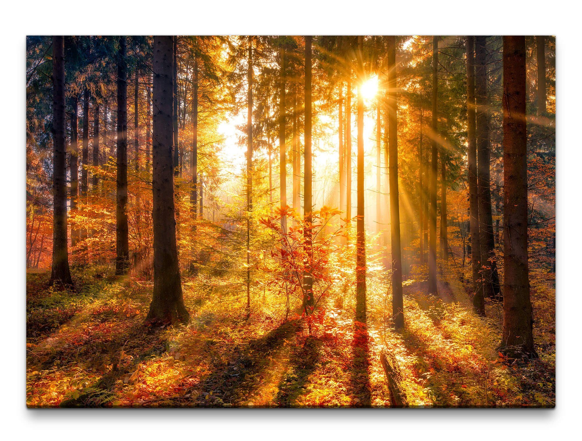 möbel-direkt.de Leinwandbild Bilder XXL Herbstwald mit günstig online kaufen