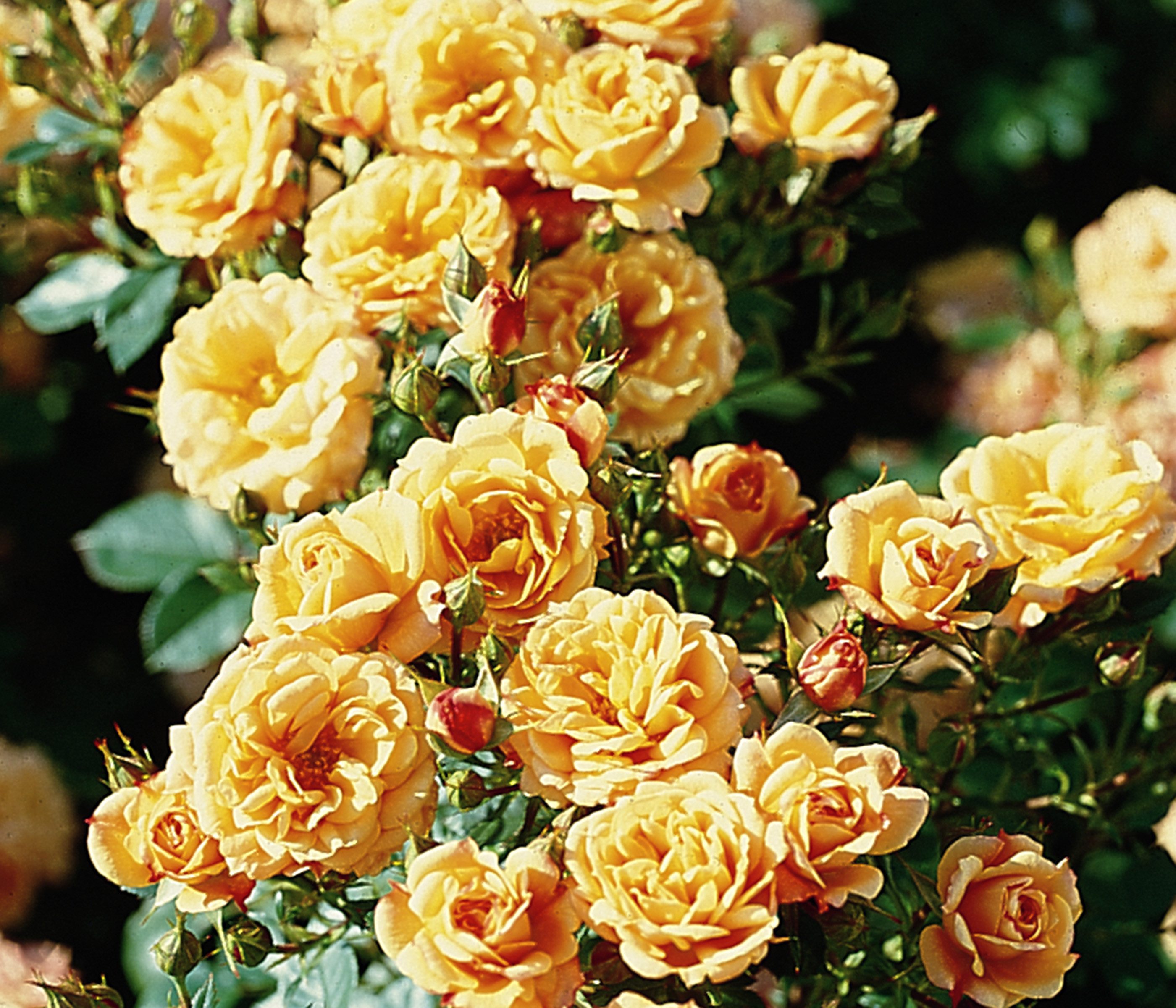 Dehner Rose Zwergrose Apricot Clementine®, apricot-farben, nicht duftende Blüten, Züchter Tantau
