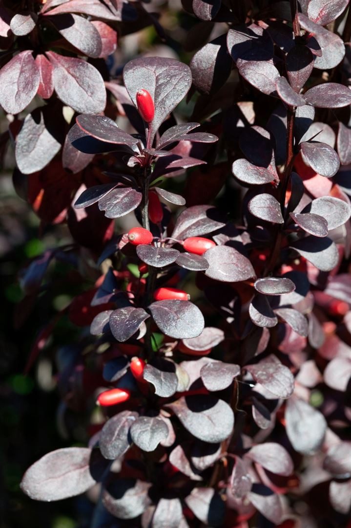 Pflanzen für Dich Gehölze Berberis thunbergii Red Pillar, 1 St., Thunberg-Berberitze, Säulen-Berberitze