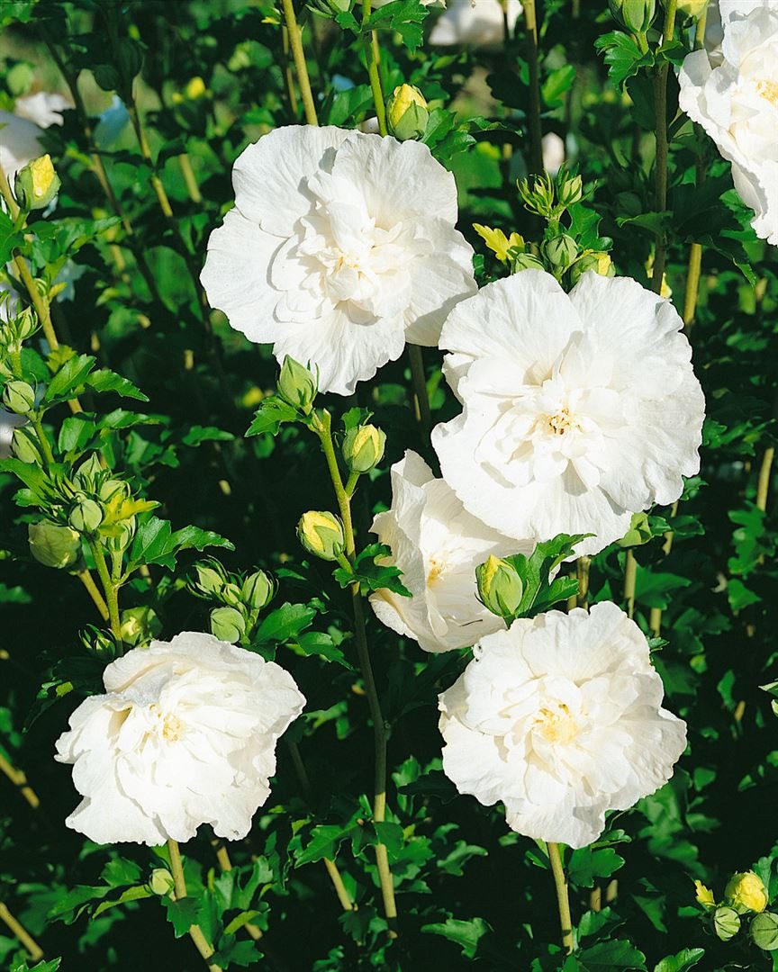Pflanzen für Dich Gehölze Hibiscus syriacus White Chiffon, 1 St., Garten-Eibisch, Straucheibisch