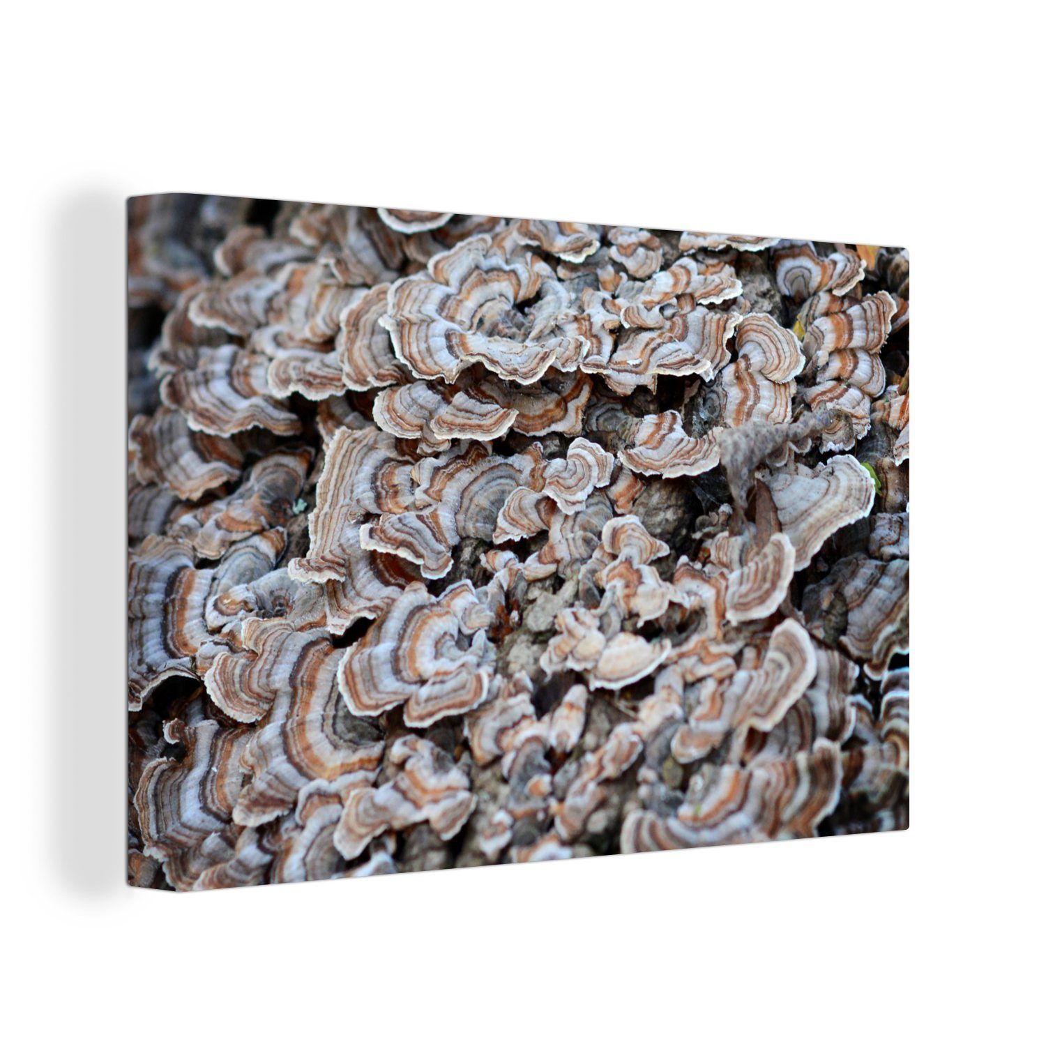 OneMillionCanvasses® Leinwandbild Pilze auf einem Baum, (1 St), Wandbild Leinwandbilder, Aufhängefertig, Wanddeko, 30x20 cm