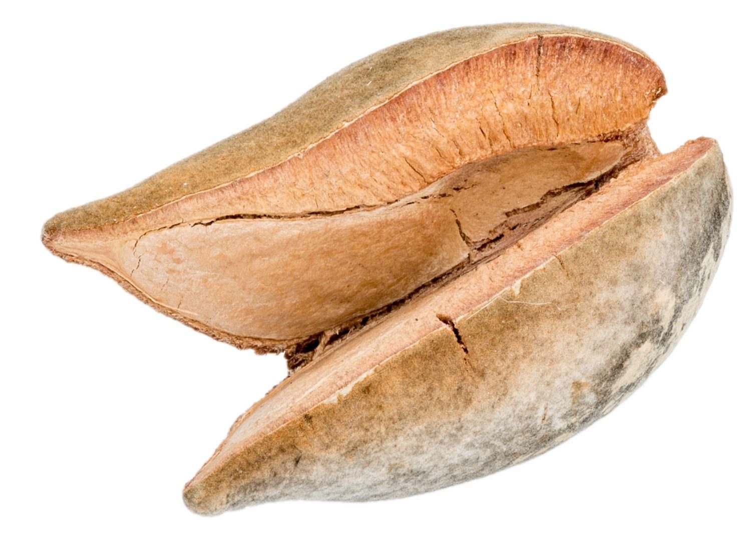 NaDeco Bastelnaturmaterial Woody Pear Größe ca. 7cm Xylomelum occidentale