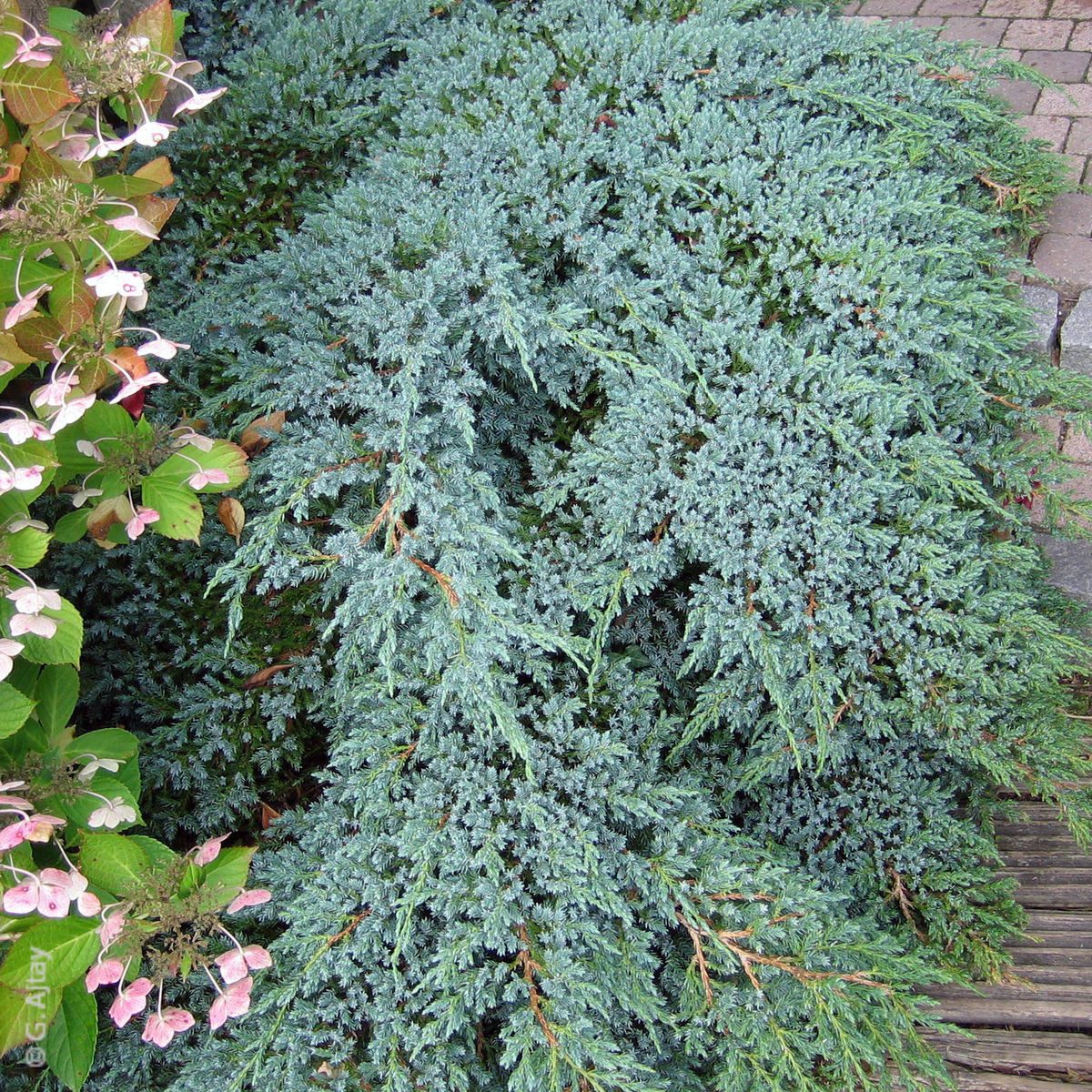 Garten von Ehren Bodendecker Juniperus squamata Blue Carpet, Containerware, 20-30 cm breit