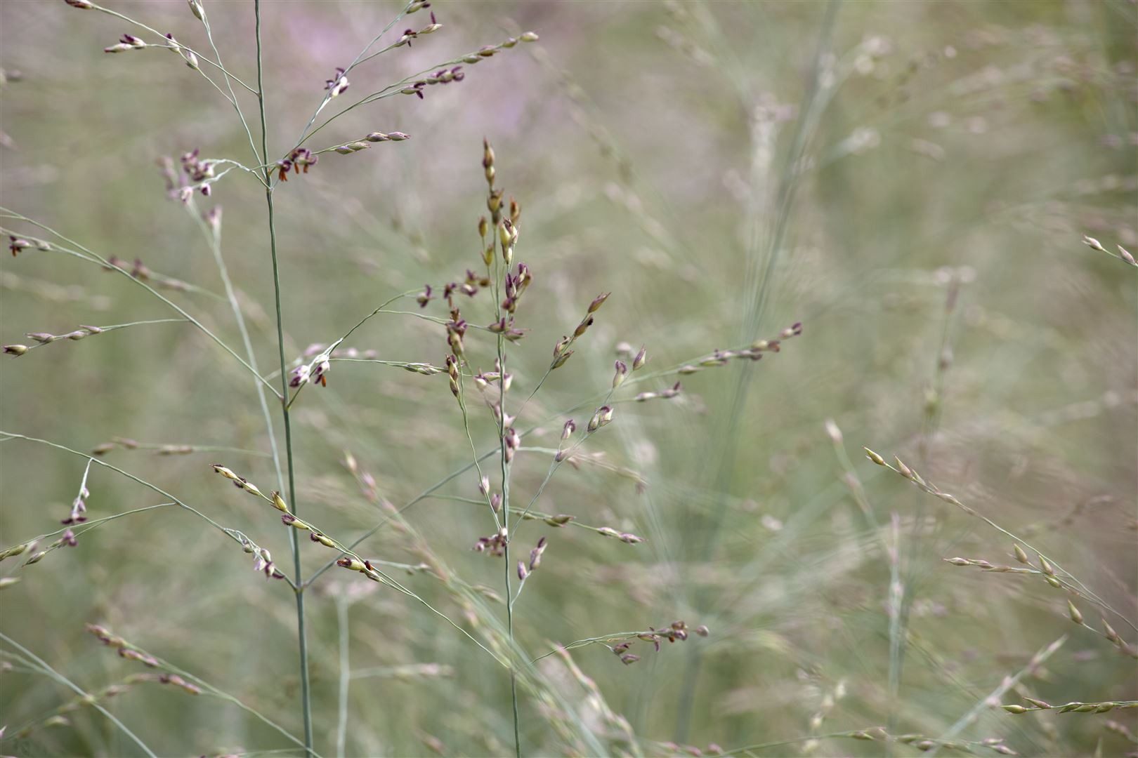 Pflanzen für Dich Gräser Panicum virg. Prairie Sky, 1 St., Rutenhirse, blaugrün, aufrechtwachsend