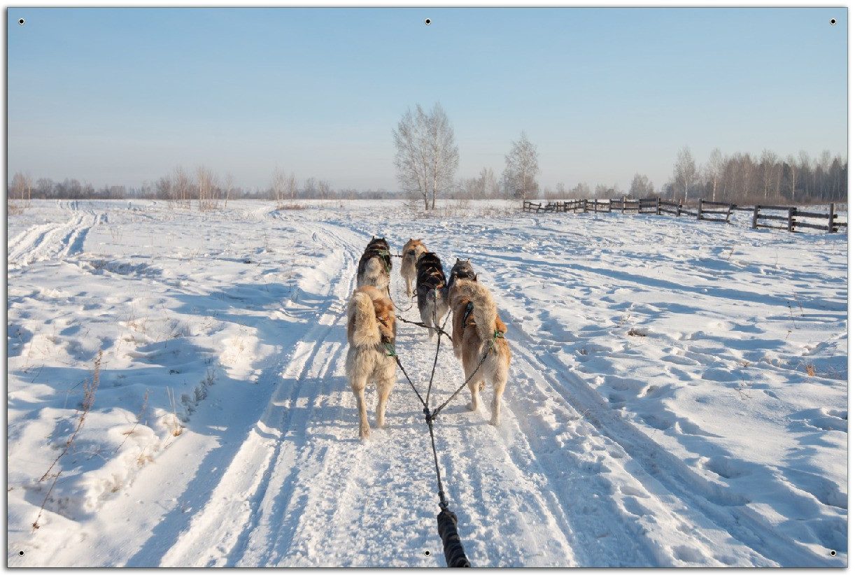 Wallario Sichtschutzzaunmatten Hundeschlitten im Schnee