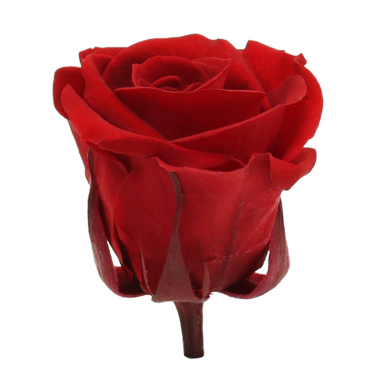 Kunstblume Konservierte Ewige Rosen Medium in Rot 8 Stück – Dekorative, Florists Products, Höhe 5 cm