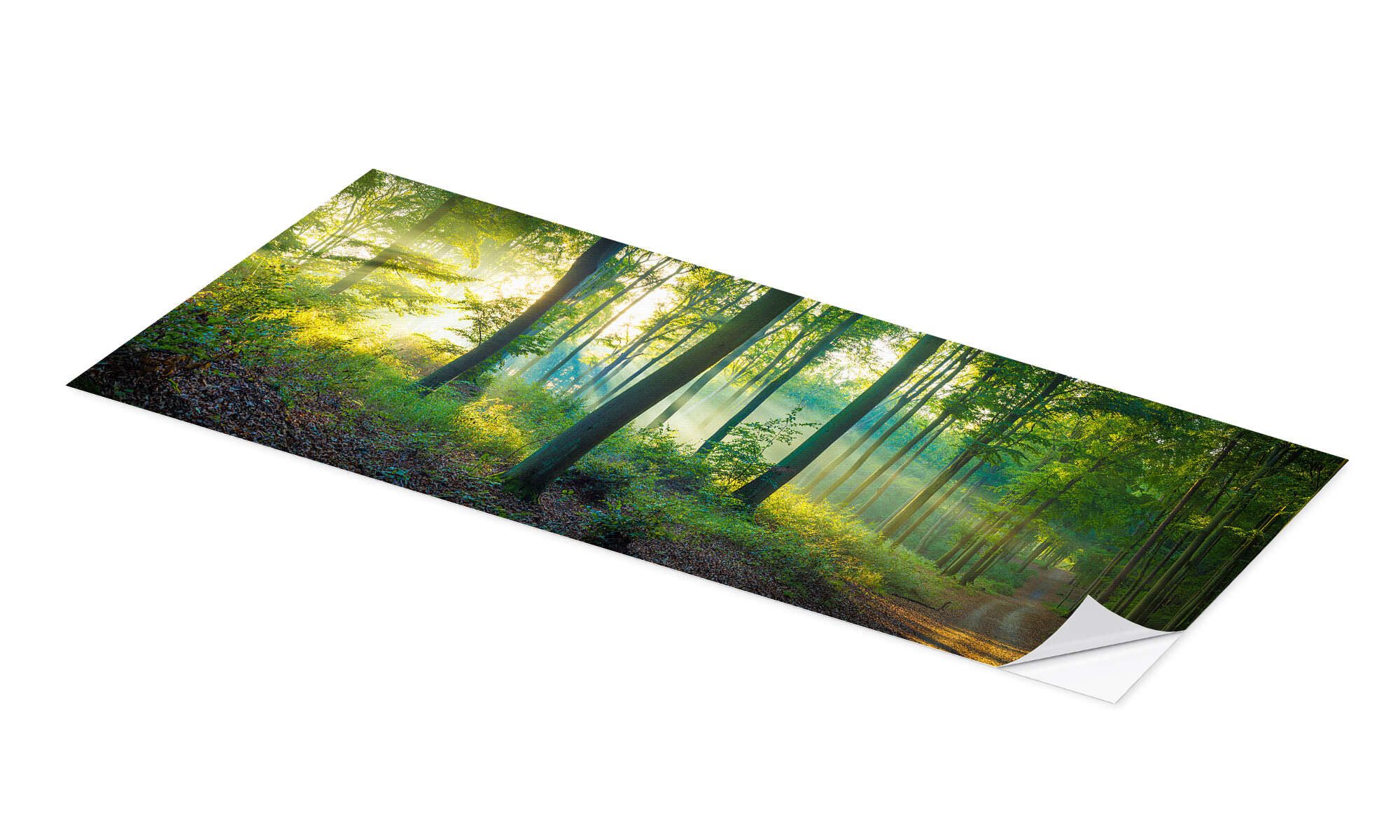 Posterlounge Wandfolie Martin Wasilewski, Wald Panorama, günstig online kaufen