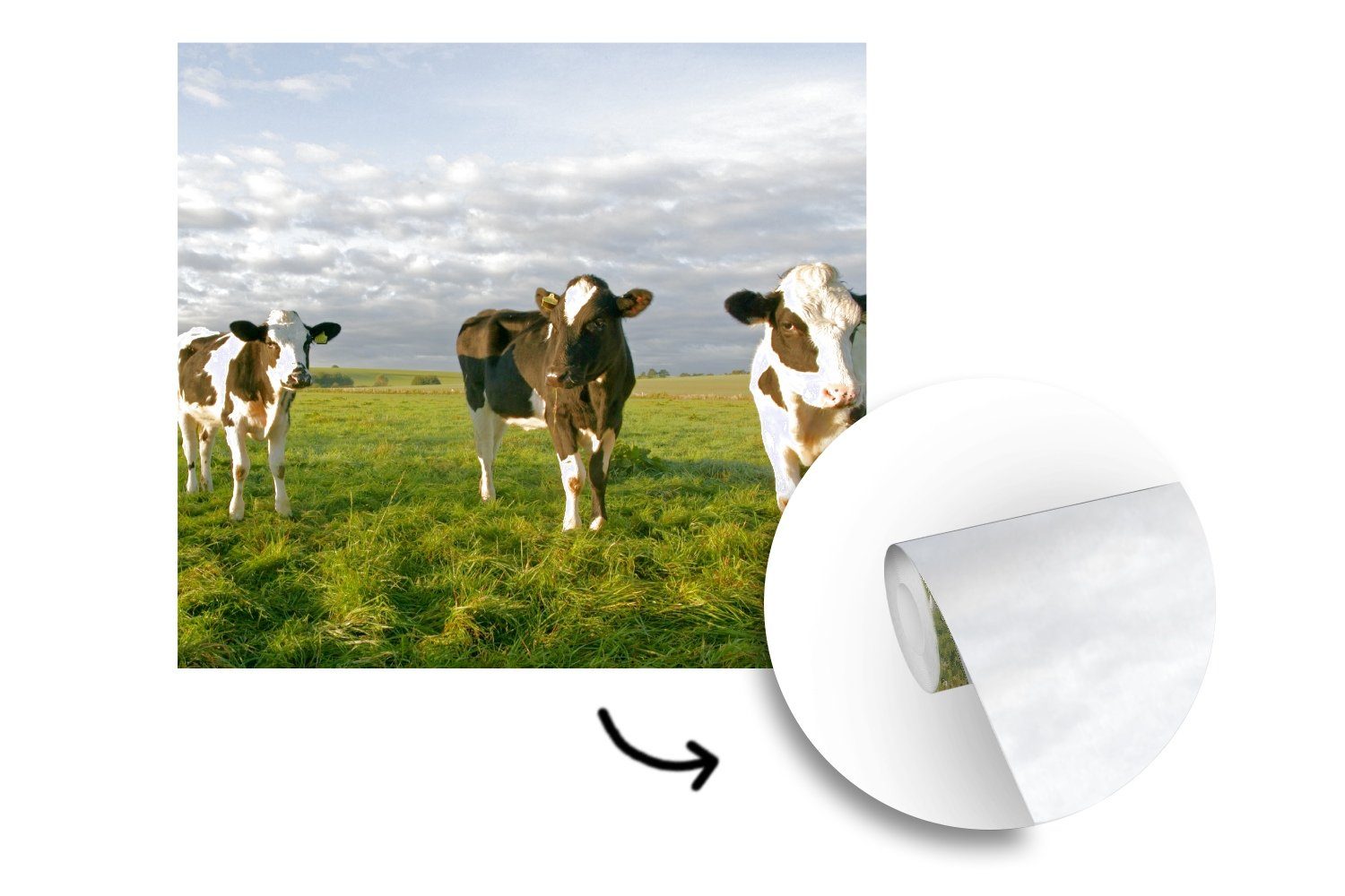 St), - Tapete Fototapete Kuh für bedruckt, (5 -Tier, Wohnzimmer Vinyl Schlafzimmer, oder Sonne MuchoWow Wandtapete Matt,
