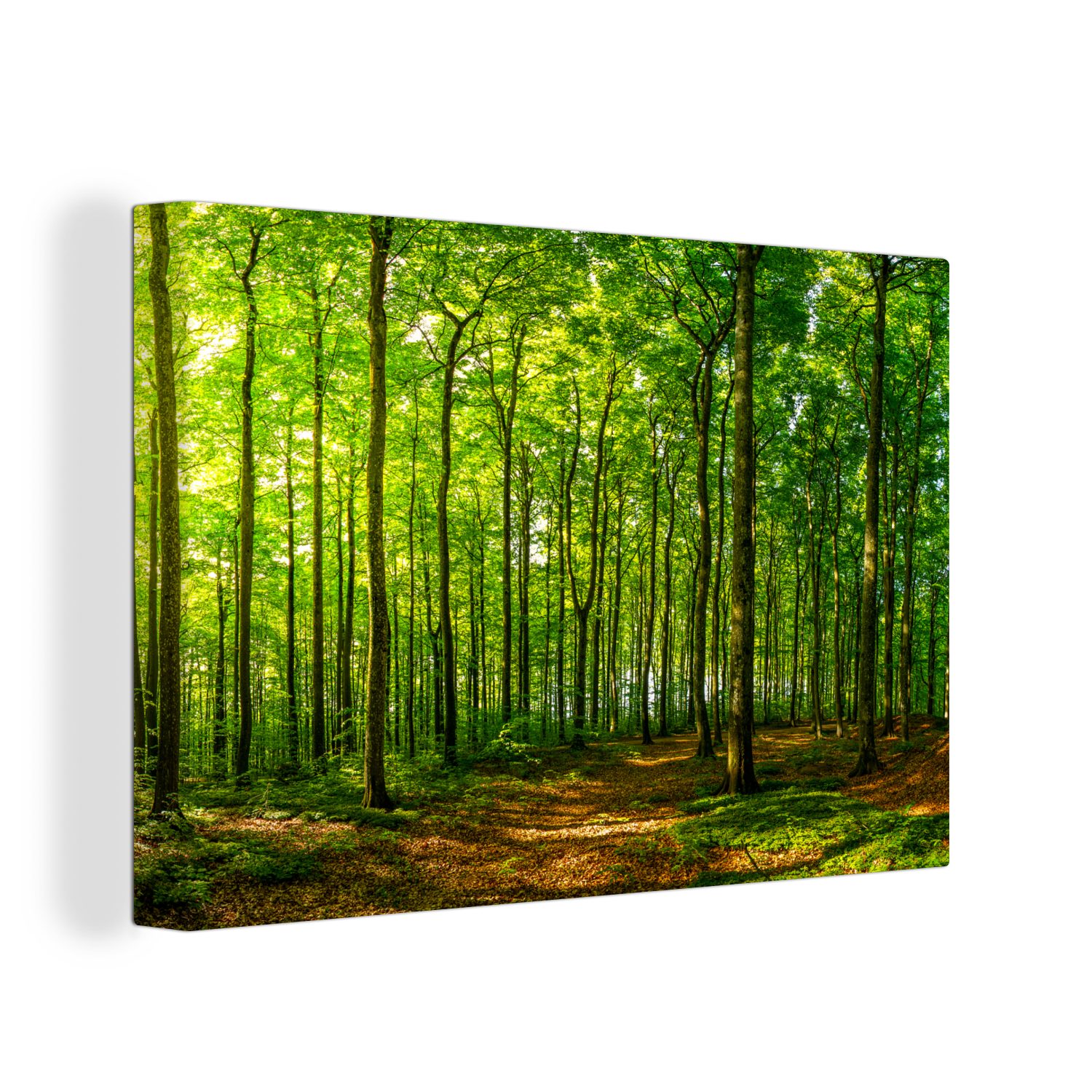OneMillionCanvasses® Leinwandbild Wald - Baum - günstig online kaufen