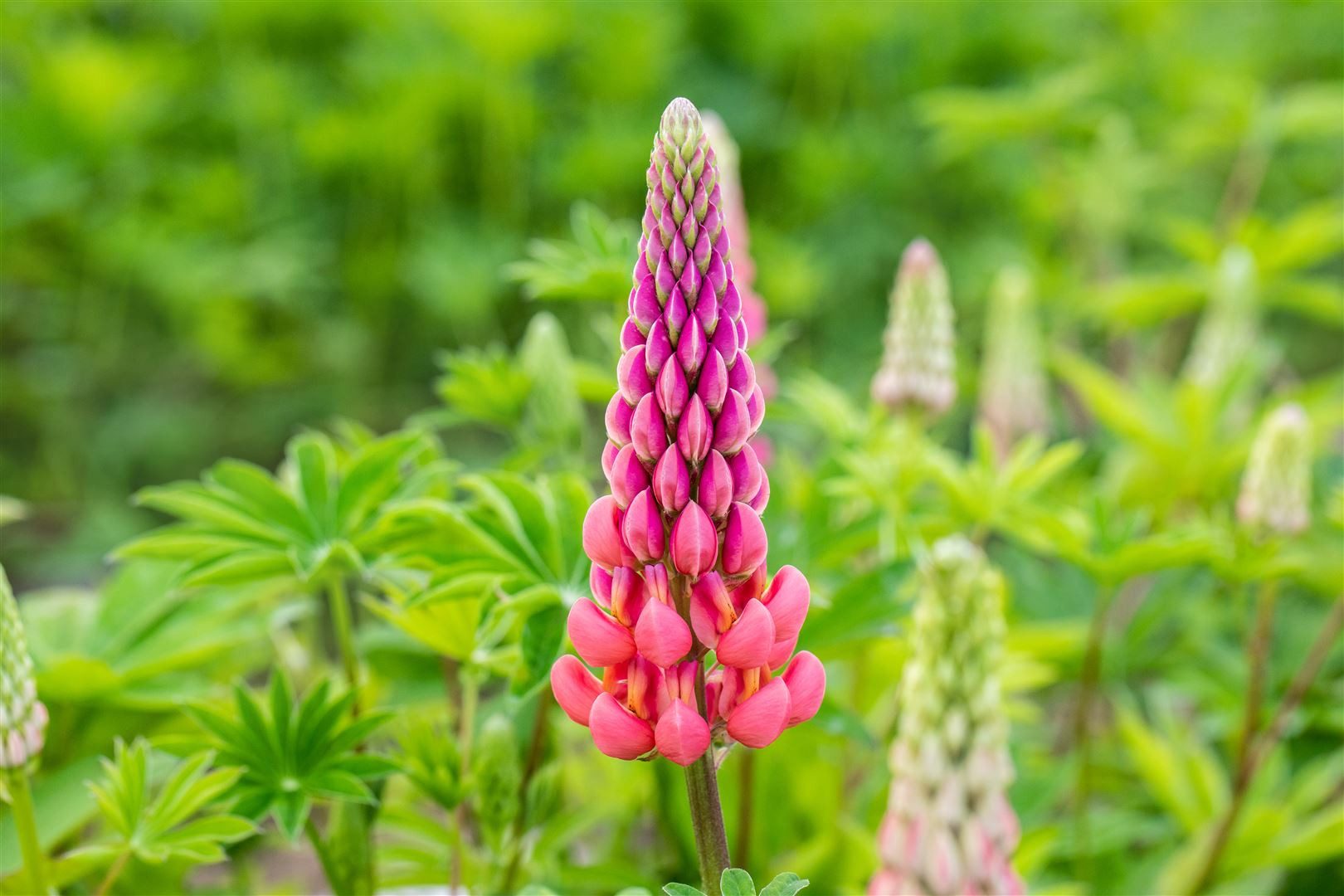 Pflanzen für Dich Staude Lupinus poly. Schlossfrau, 1 St., Lupine, Vielblättrige Lupine