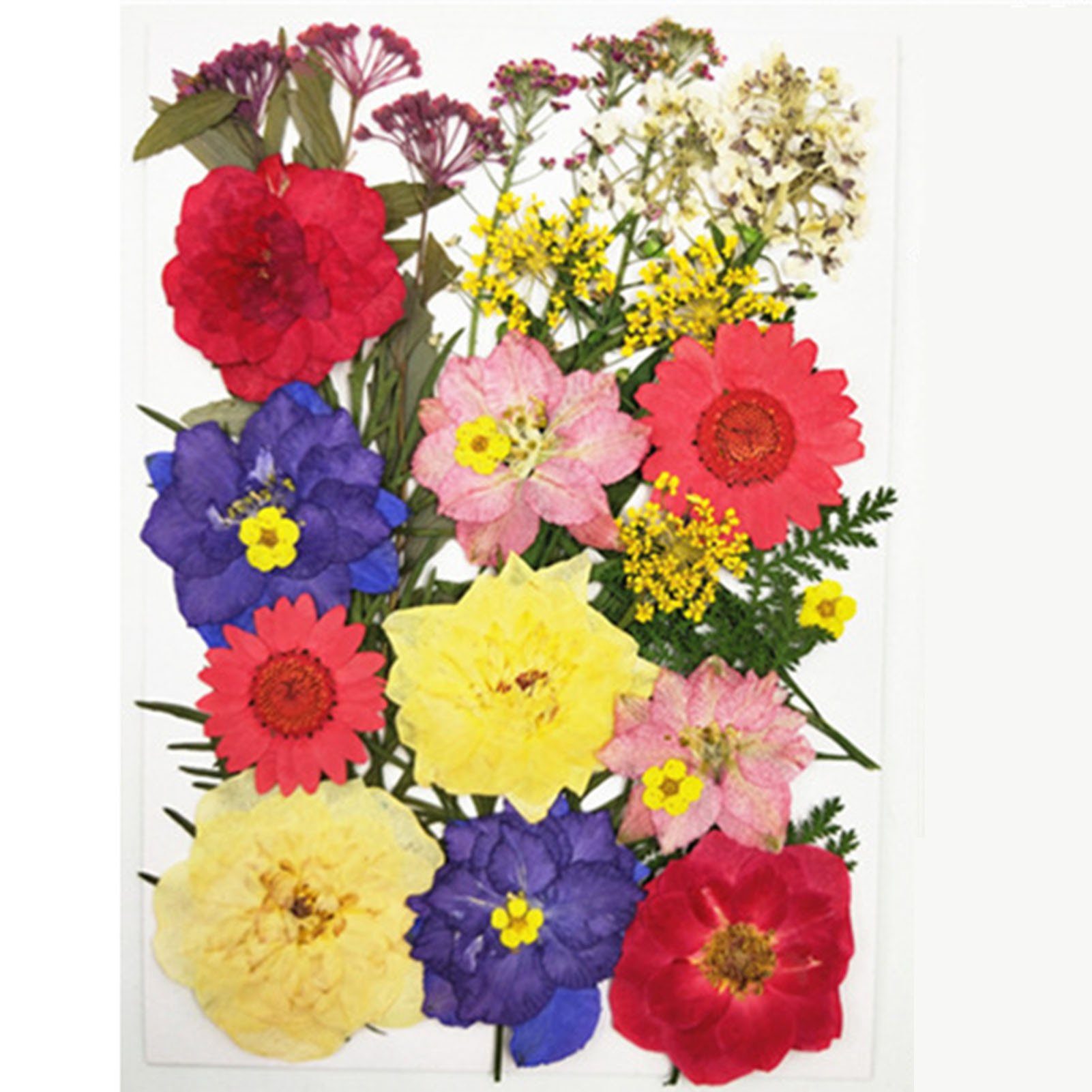 Trockenblume DIY Trockenblumen-Material-Set, Modische Gepresste Blumen, Pflanzen, Blusmart, Trockenblume combined bagG
