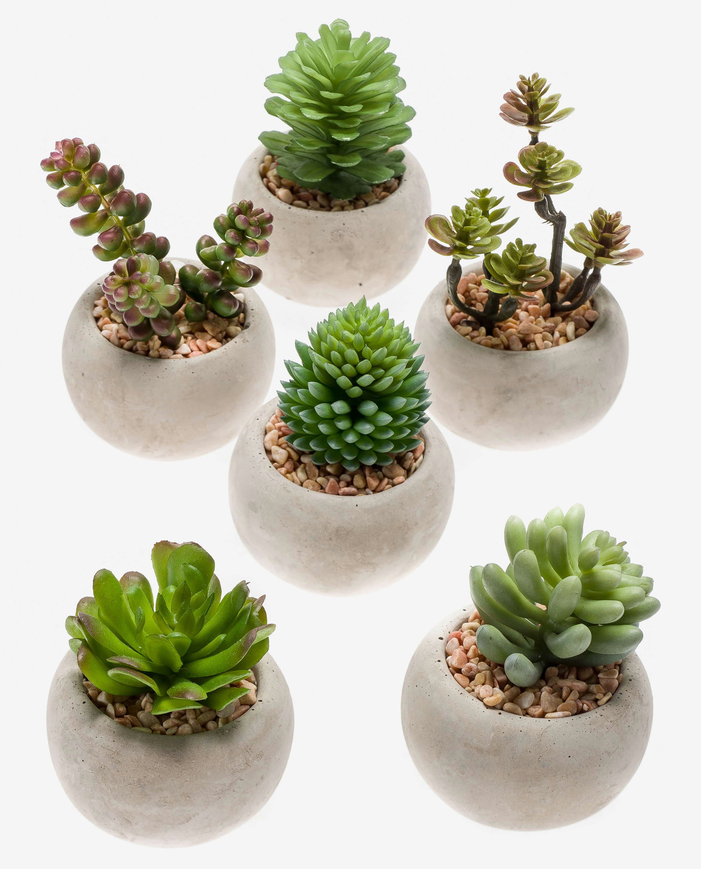 Kunstkaktus Kunstpflanze Sukkulenten CAMBELA, im Betontopf, bunt, 6 Stück, Ø6,5cm, artplants, Höhe 6.5 cm