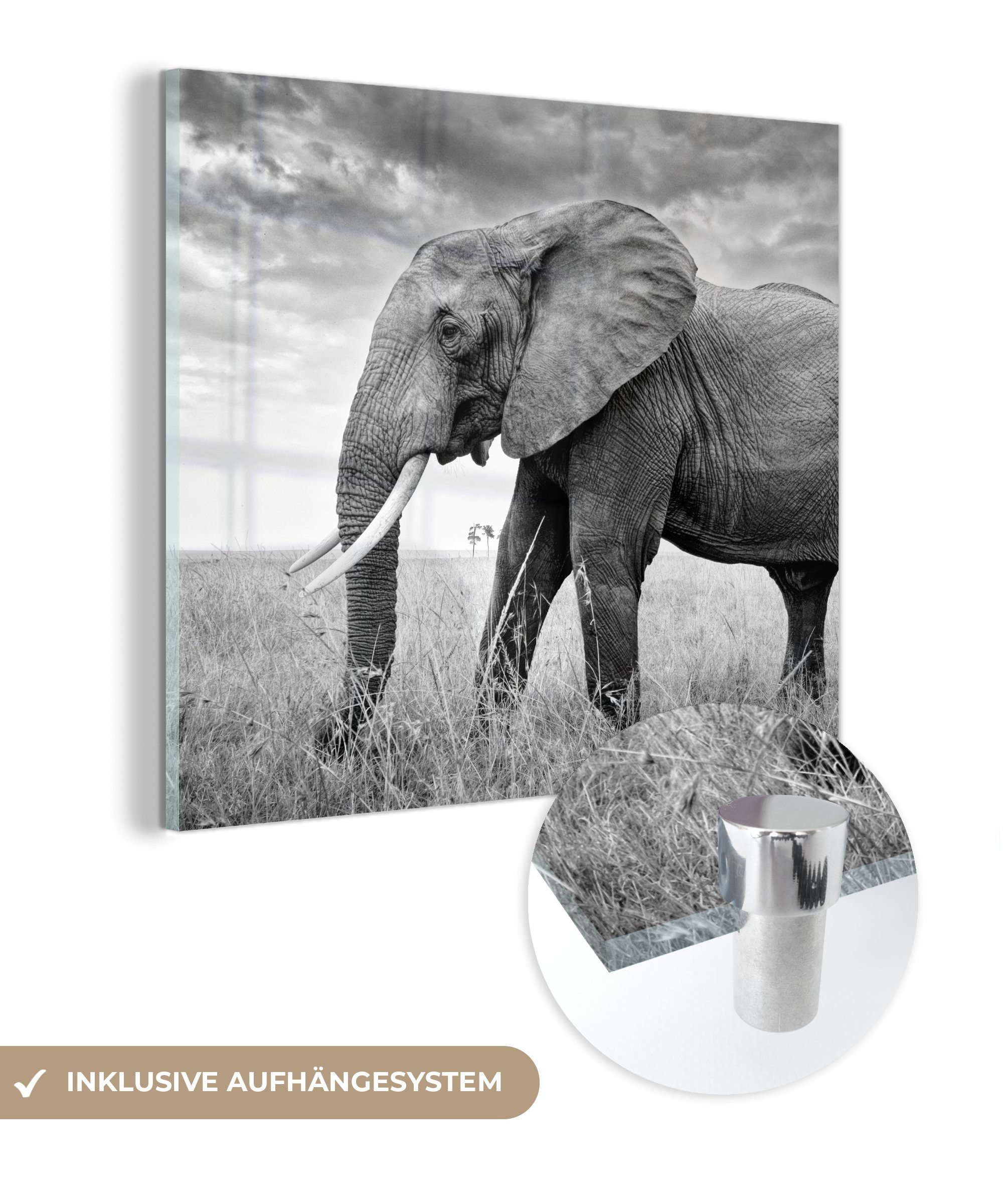 MuchoWow Acrylglasbild Elefant - Gras - Tiere - Schwarz und weiß, (1 St), Glasbilder - Bilder auf Glas Wandbild - Foto auf Glas - Wanddekoration