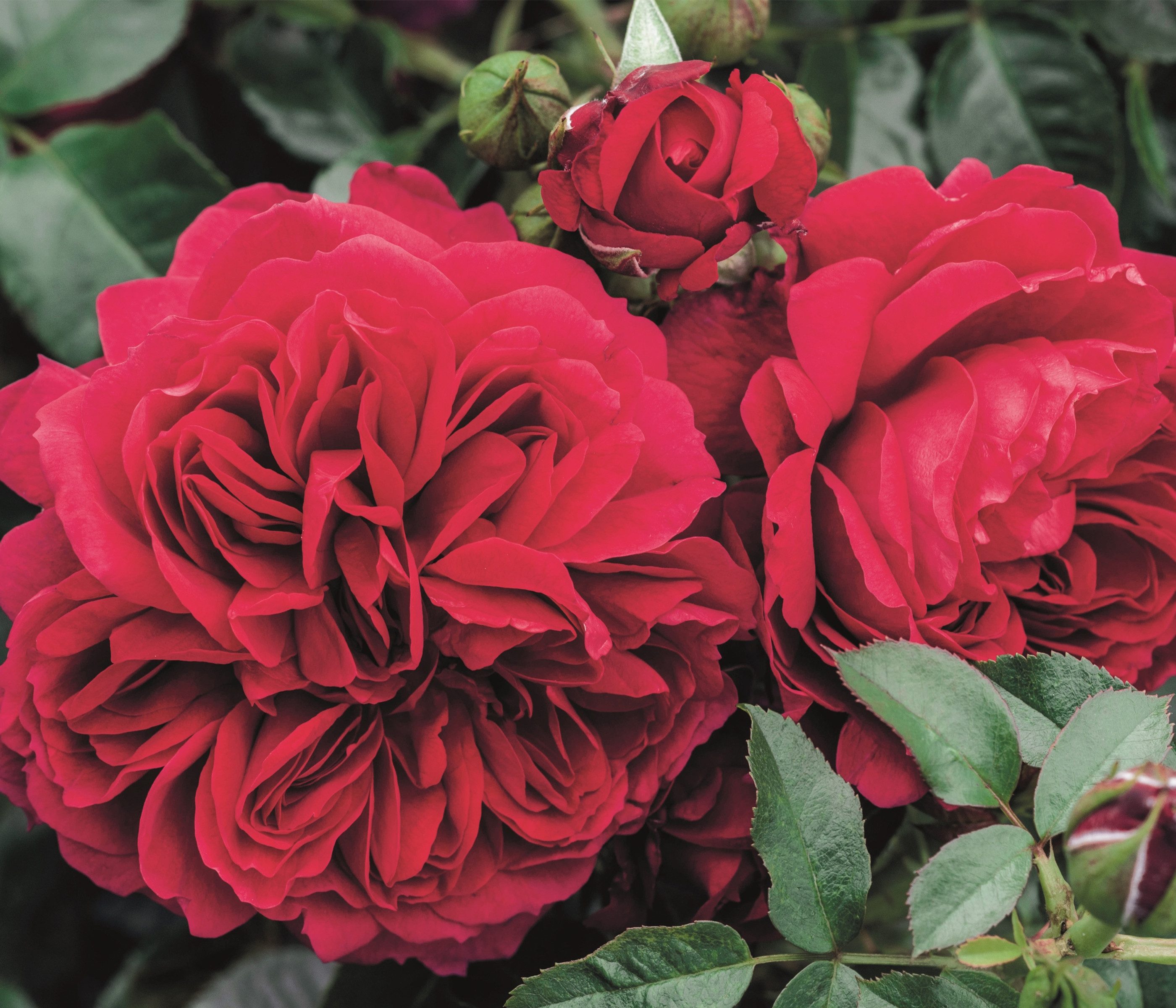 Dehner Rose Nostalgie®-Strauchrose Soul®, pinke Blüten, dicht gefüllt und duftend, Züchter Tantau