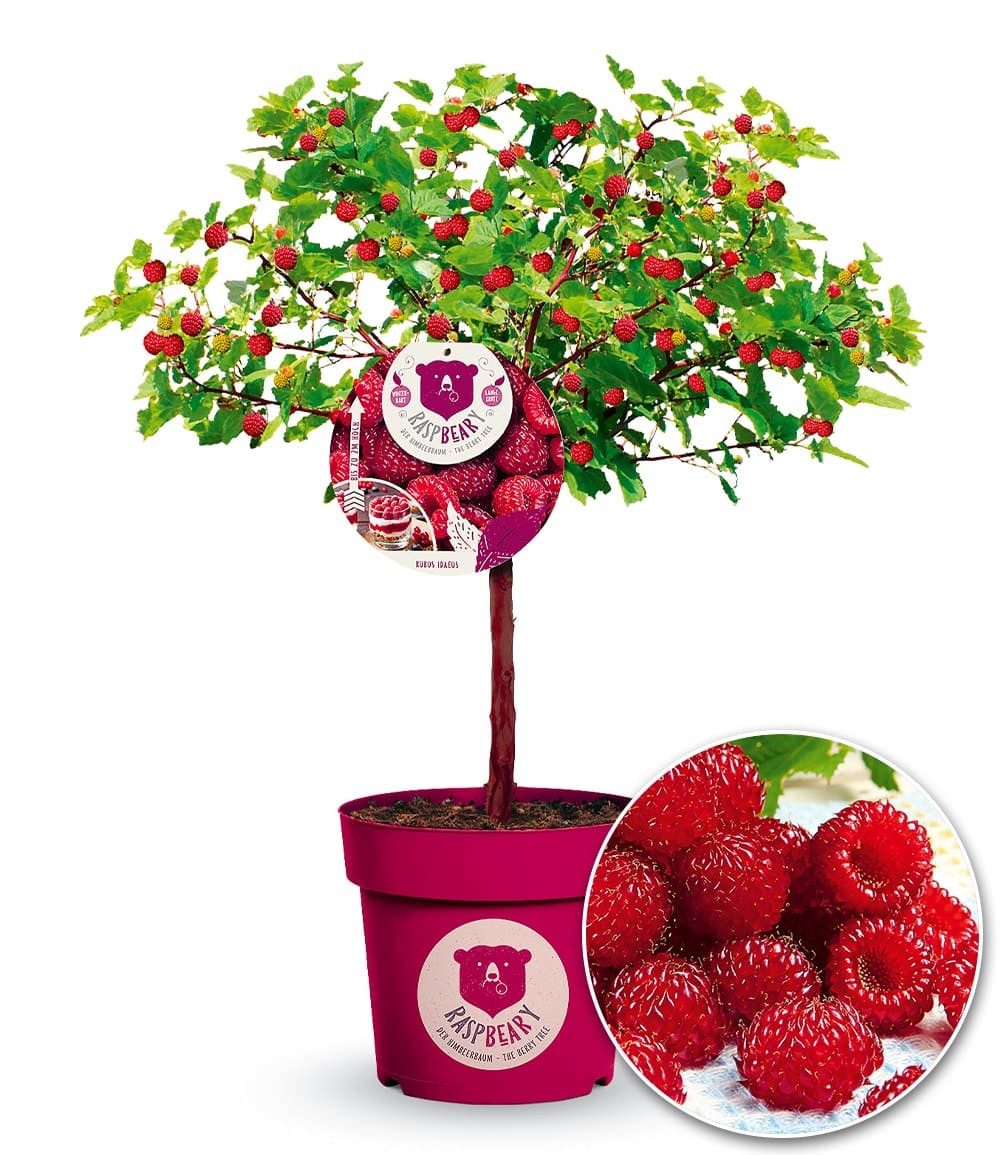BALDUR Garten Obstpflanze Himbeer-Baum Raspbeary® Himbeere mit Stamm & Krone, 1 St., Neuzüchtung,winterhart, mehrjährig, pflegeleicht