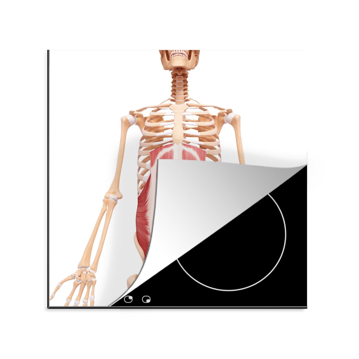 MuchoWow Herdblende-/Abdeckplatte Eine Illustration des geraden Bauchmuskels im menschlichen Körper, Vinyl, (1 tlg), 78x78 cm, Ceranfeldabdeckung, Arbeitsplatte für küche