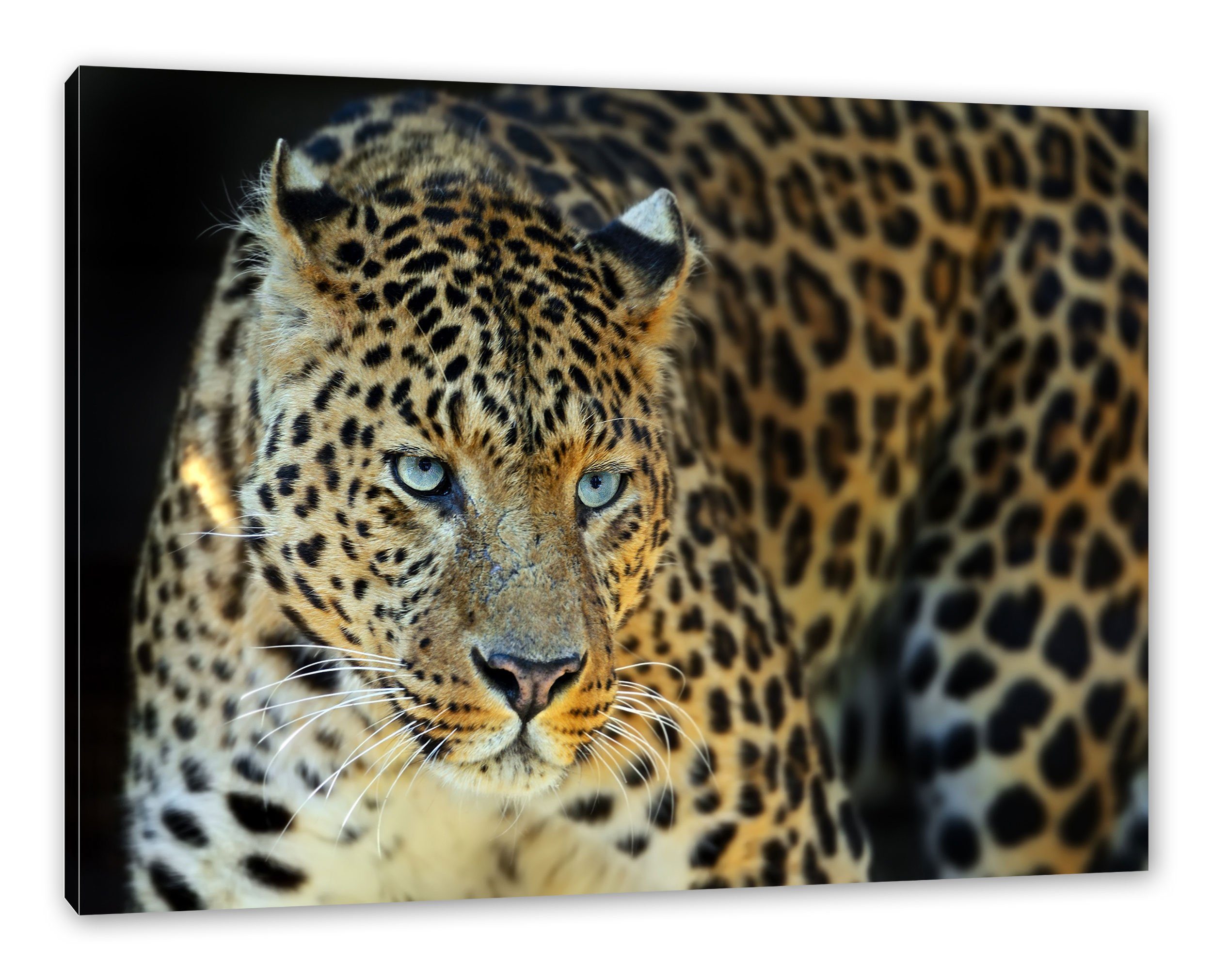 Pixxprint Leinwandbild Prächtiger Leopard, Prächtiger Leopard (1 St), Leinwandbild fertig bespannt, inkl. Zackenaufhänger