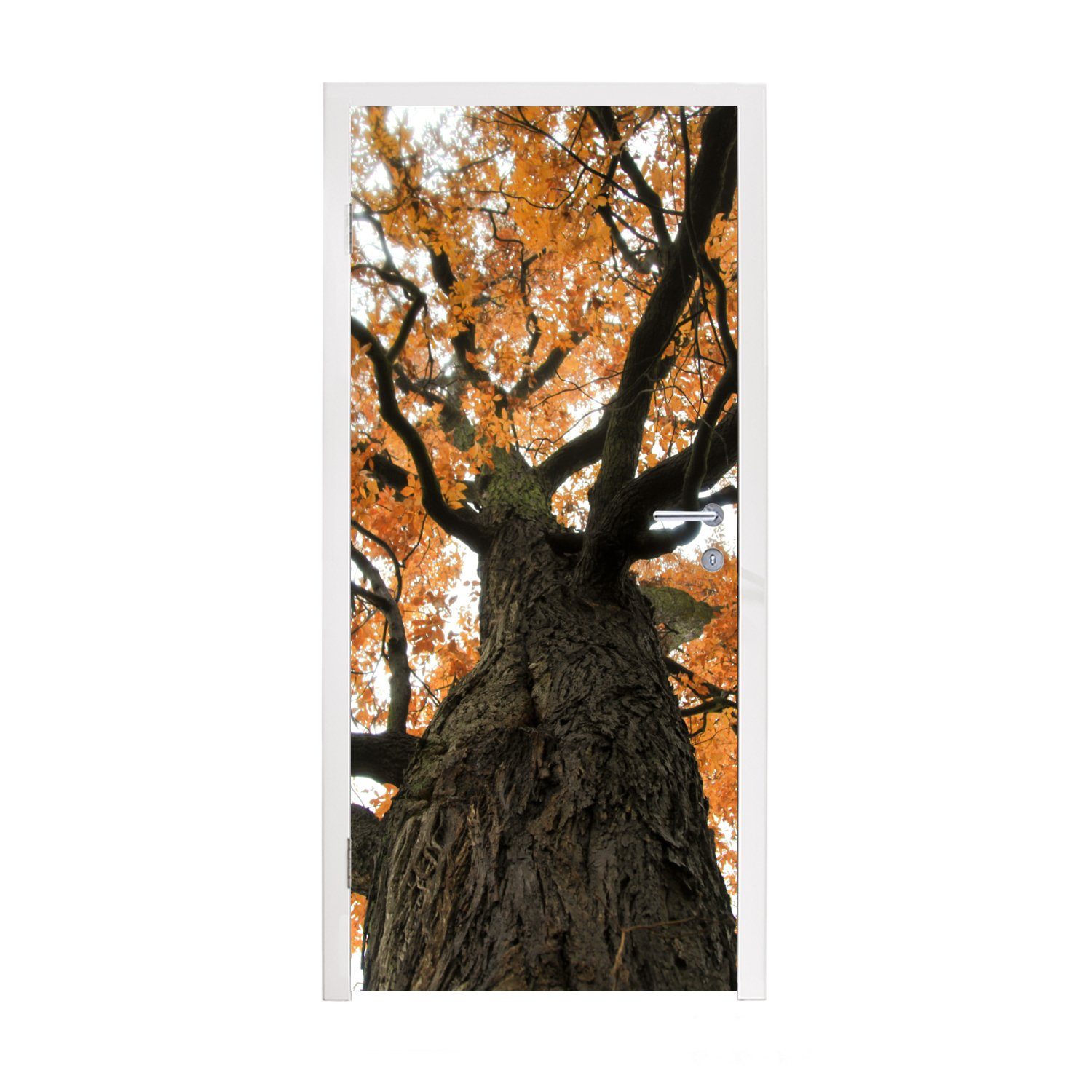 Herbst, MuchoWow für Tür, im Türaufkleber, 75x205 Fototapete Amerikanische cm St), bedruckt, Matt, (1 Türtapete Kastanie