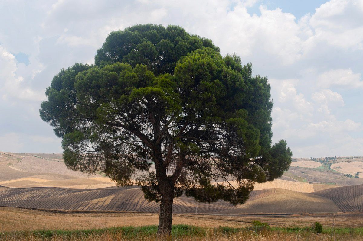 Papermoon Fototapete Baum in Landschaft