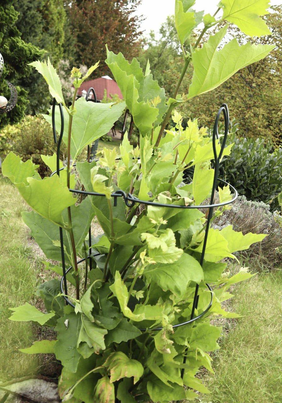 Floraworld Rankhilfe Floraworld Pflanzen Rankhilfe Stahl 90 x 39 cm