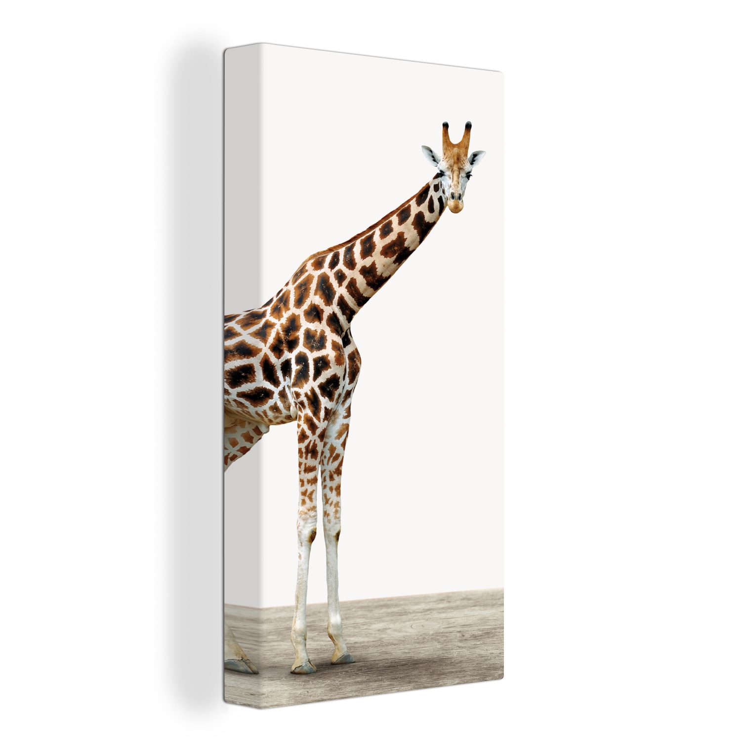 MuchoWow Leinwandbild »Giraffe - Weißer Hintergrund - Wohnzimmer -«, (1  St), Leinwand Bilder Wandbilder Wohnzimmer Dekoration online kaufen | OTTO