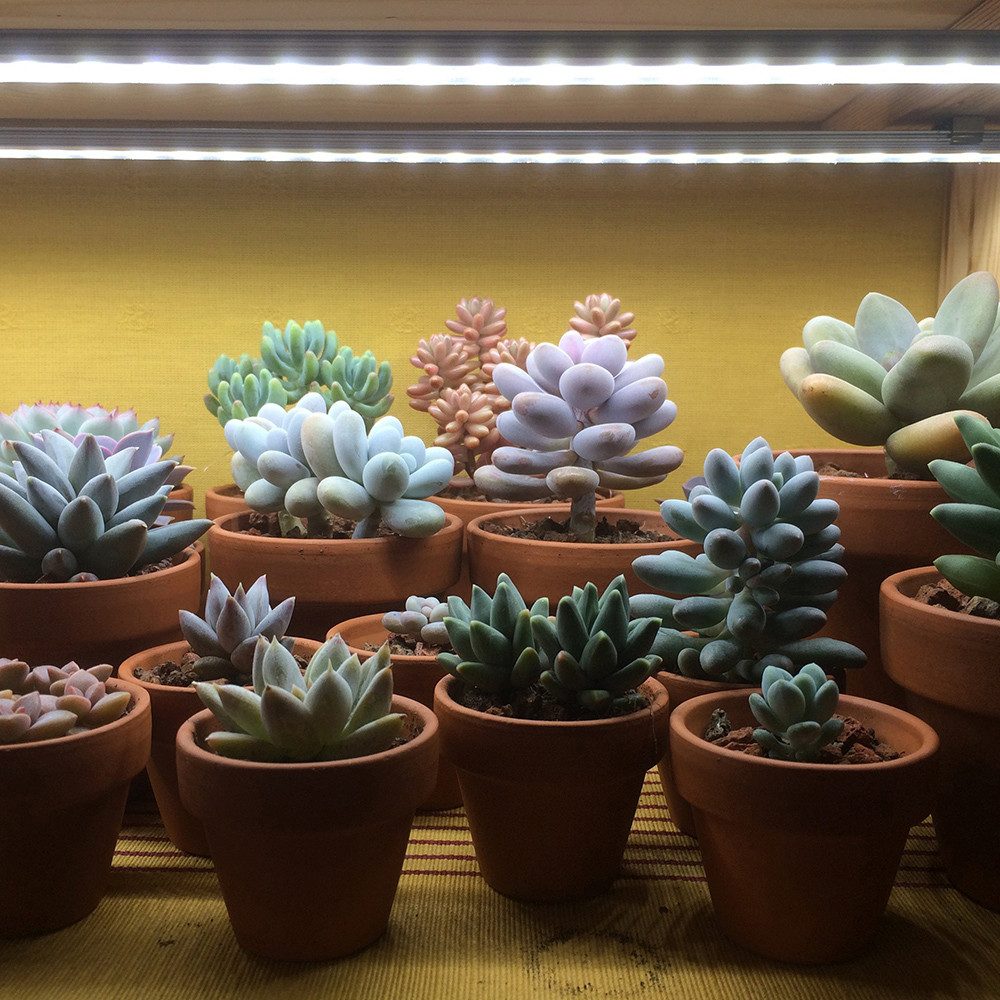 Laybasic Pflanzenlampe 48/72 LEDs Vollspektrum Pflanzenlicht,30/50cm 1-12 S günstig online kaufen