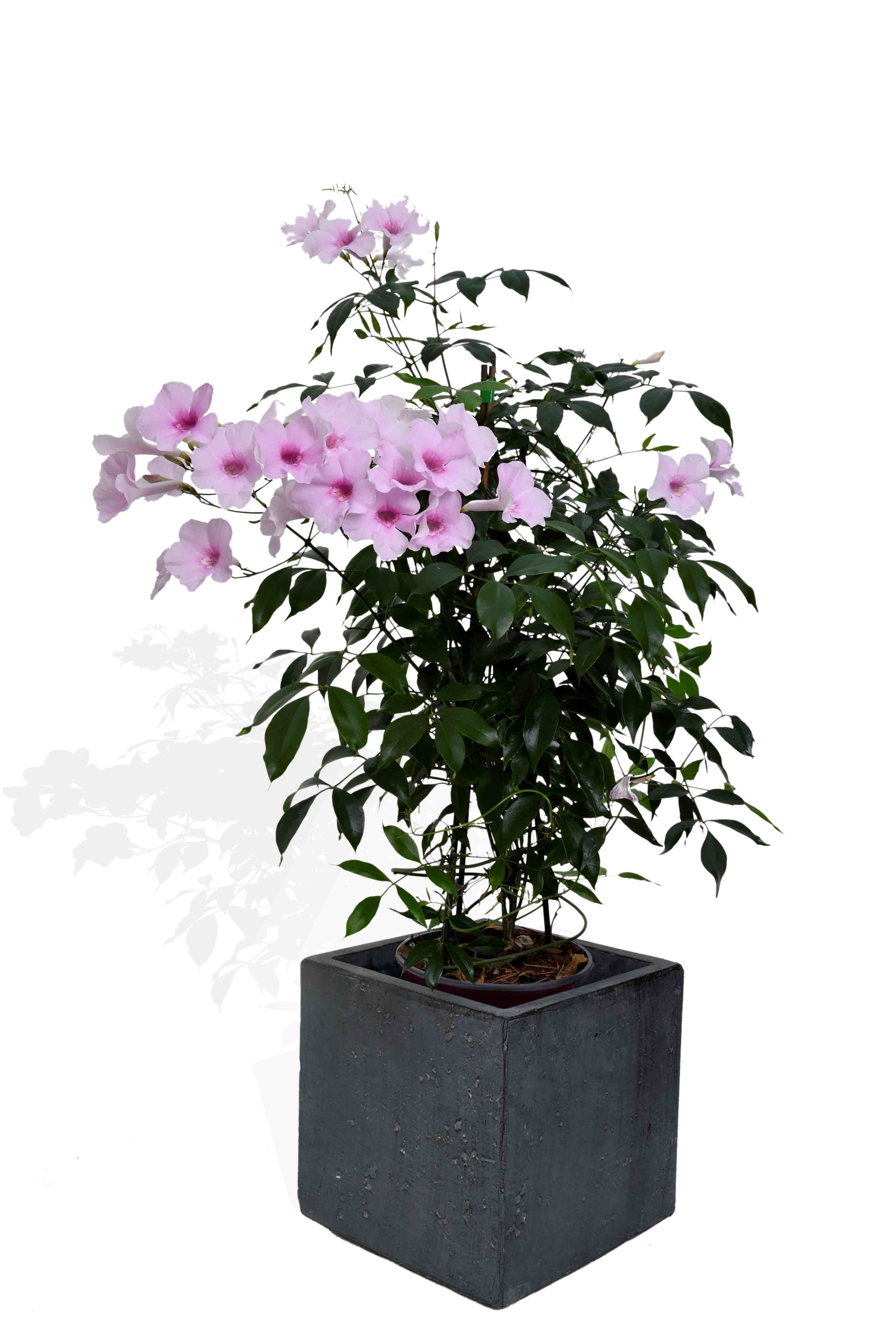 Köhko Pflanzkübel KÖHKO® Blumenkübel aus Fiberglas neuartiges Stein Pflanzkübel Quadrat