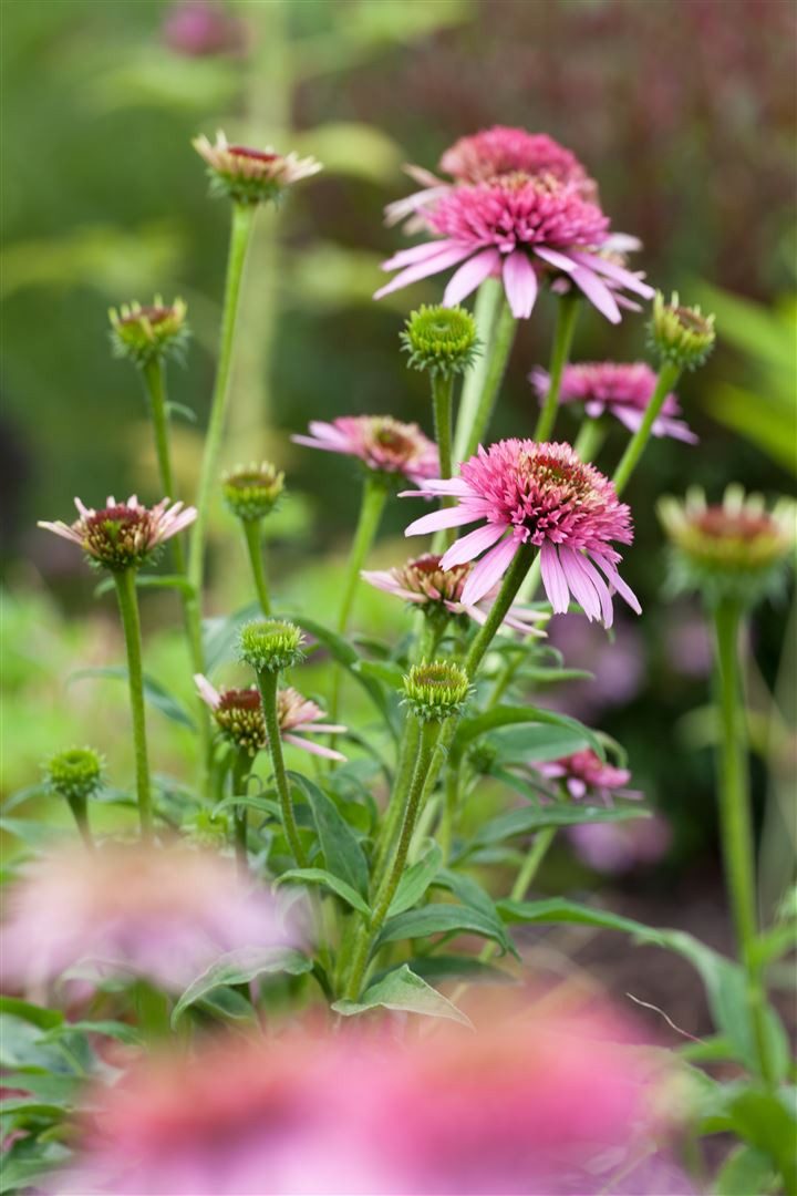 Pflanzen für Dich Staude Echinacea purpurea, 1 St., Roter Sonnenhut, Purpur-Sonnenhut – Bild 4 von 5