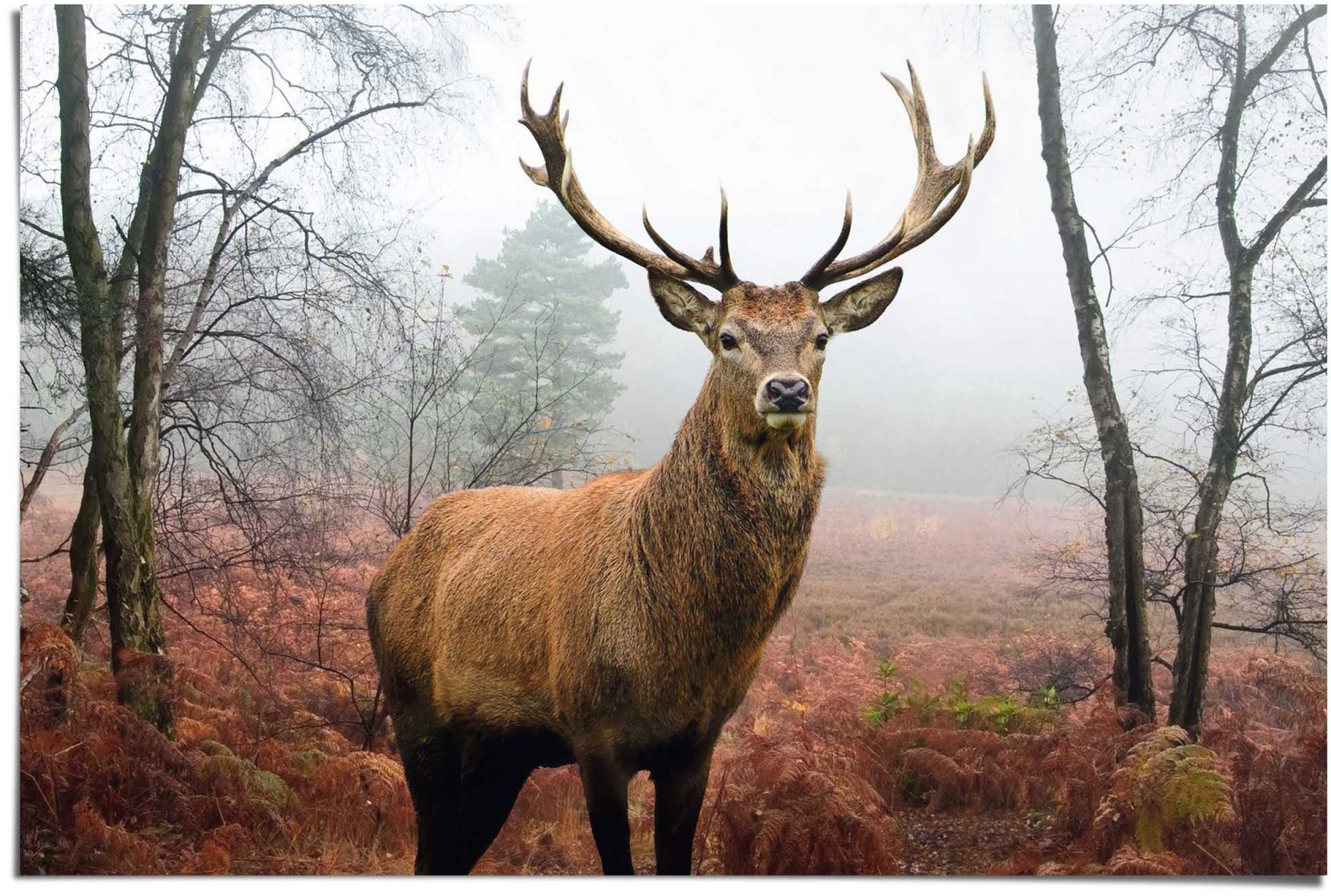 Reinders! Poster Hirsch im Wald, (1 St)