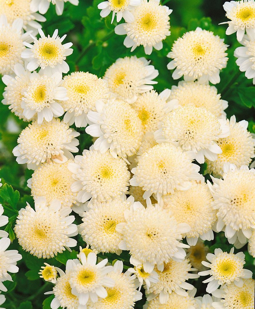 Pflanzen für Dich Staude Tanacetum parthenium, 1 St., Mutterkraut, Falsche Kamille, Fieberkraut