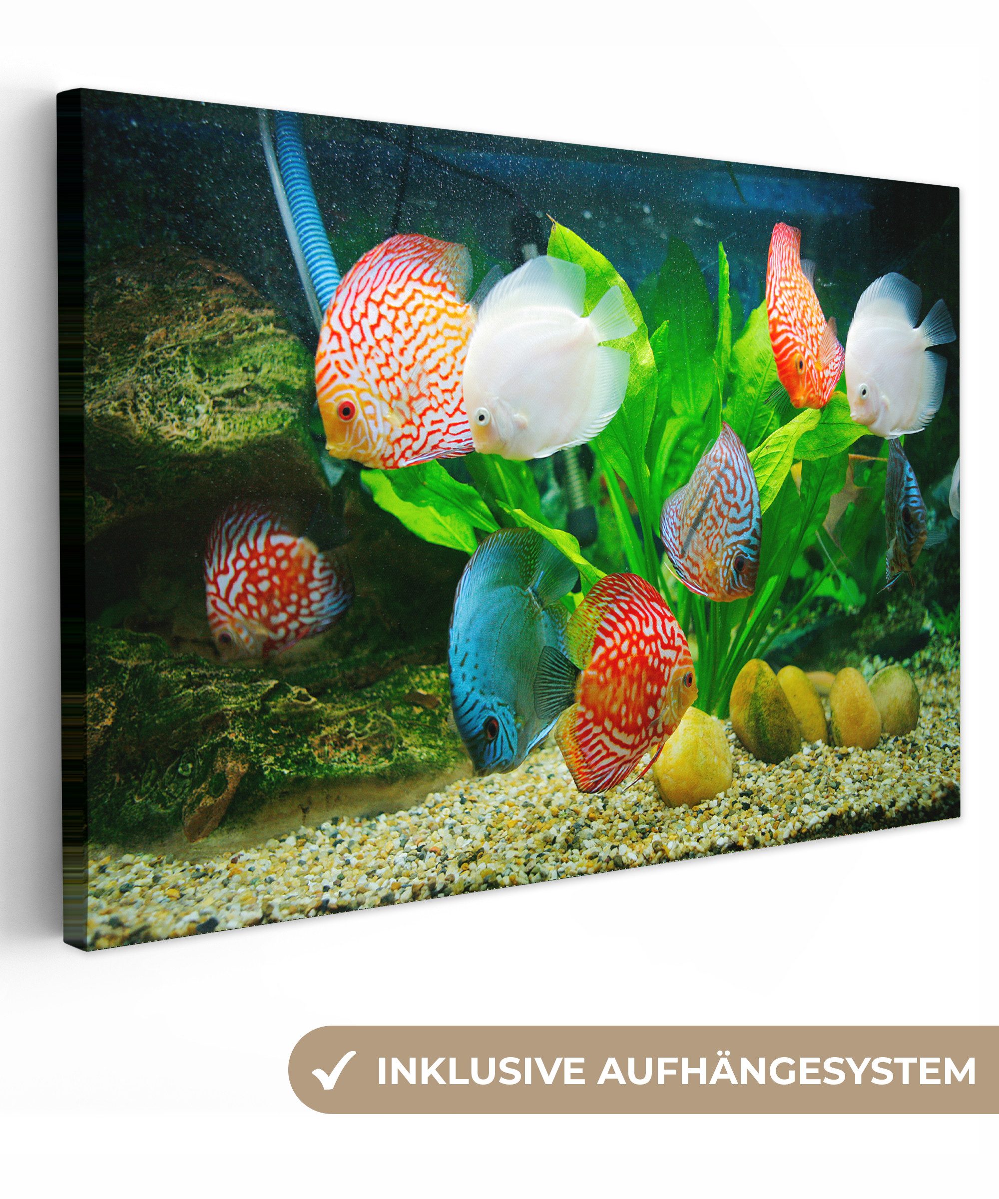OneMillionCanvasses® Leinwandbild Fische in einem Aquarium, Fotodruck (1 St günstig online kaufen