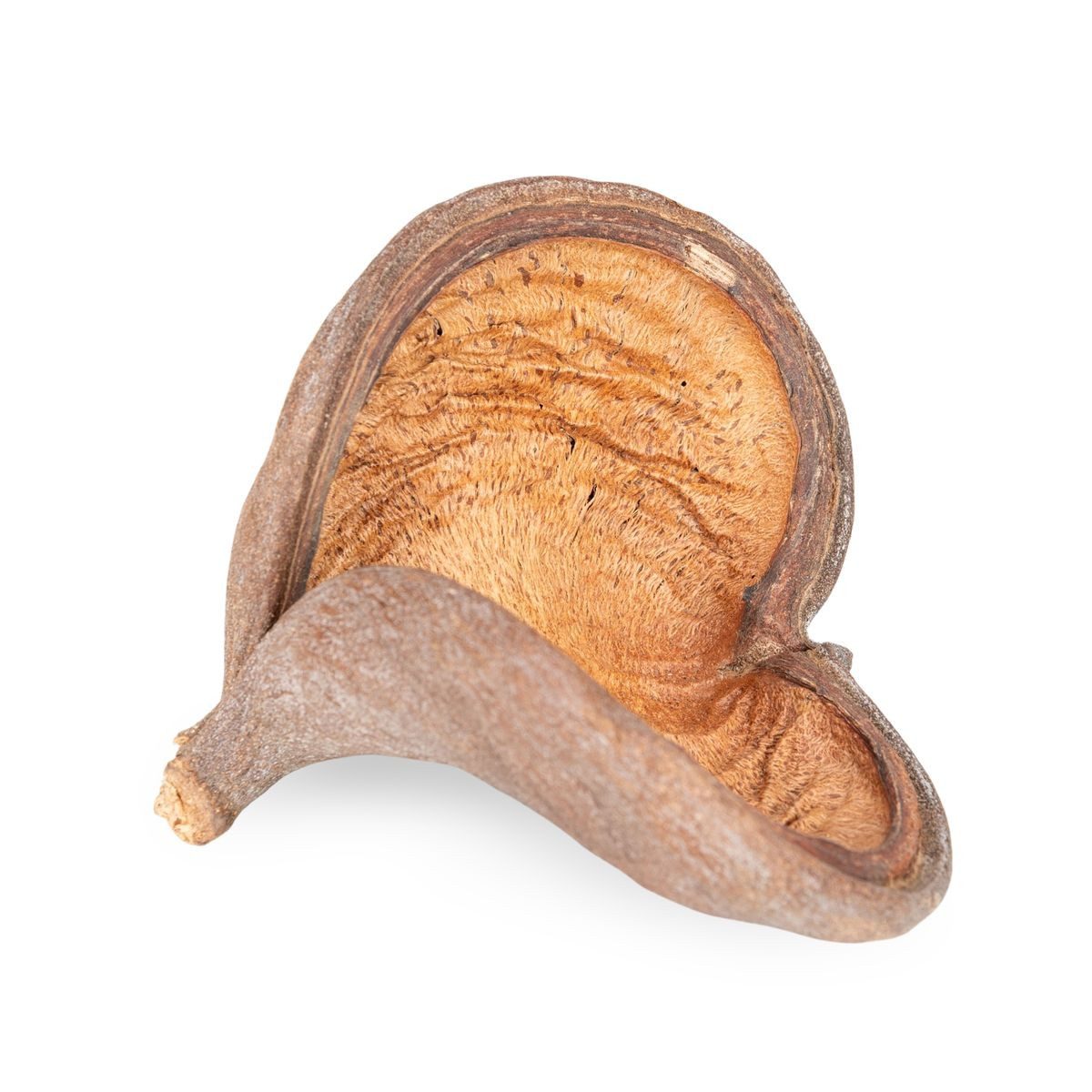 NaDeco Bastelnaturmaterial Badam Schote in Natur, Größe ca. 8-12cm Sterculia foetida