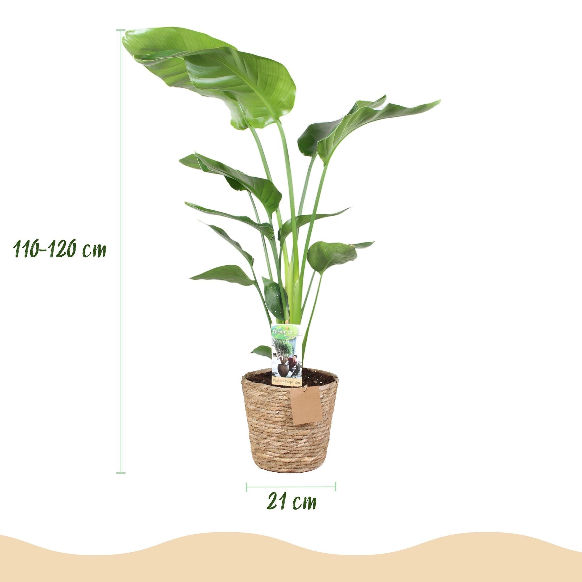 Florora Zimmerpflanze Strelitzia nicolai – Paradiesvogelblume – 120 cm – Bild 3 von 5