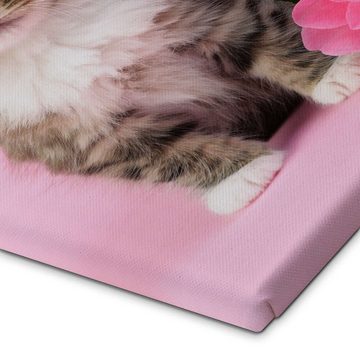 Posterlounge Leinwandbild Greg Cuddiford, Katze mit rosa Blume, Fotografie