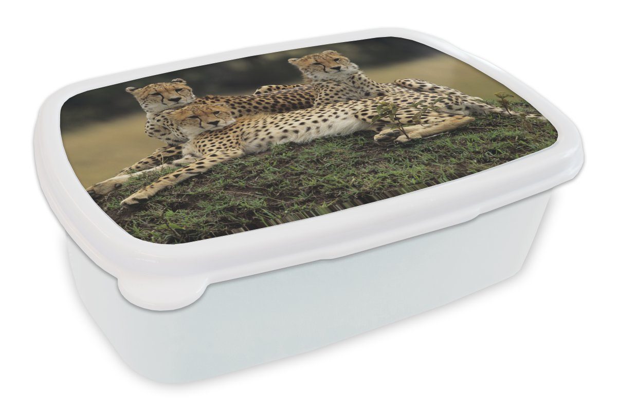 MuchoWow Lunchbox Drei Geparden in der Savanne, Kunststoff, (2-tlg), Brotbox für Kinder und Erwachsene, Brotdose, für Jungs und Mädchen weiß