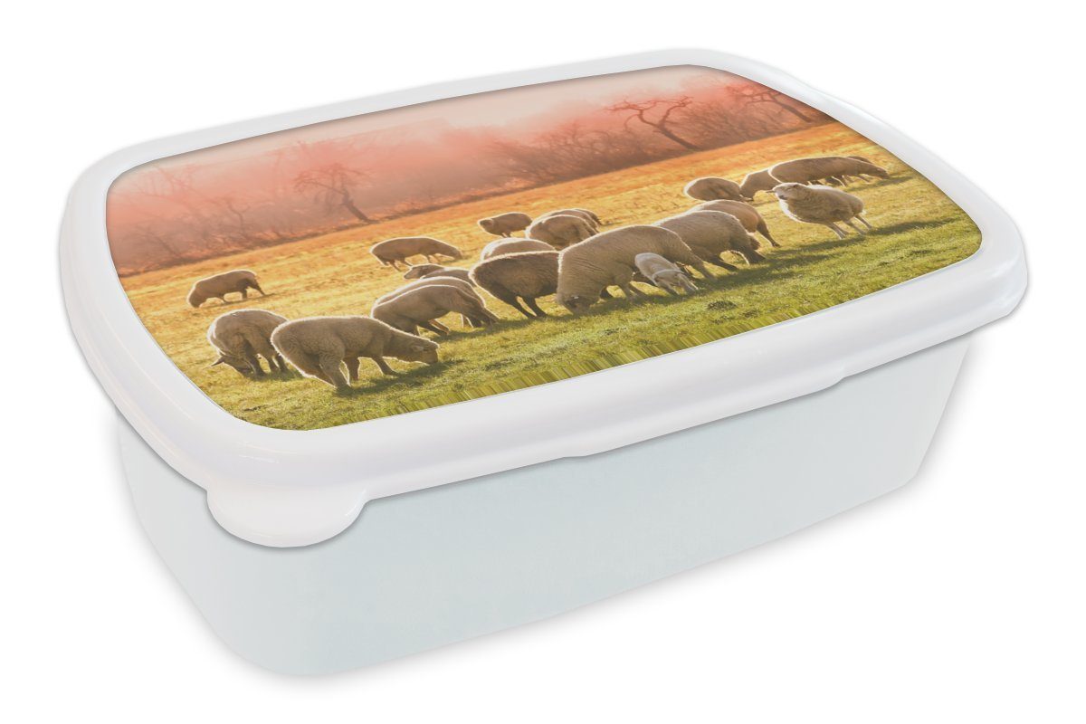 Brotdose, Schafe und Gras, Brotbox (2-tlg), weiß für für MuchoWow - Tiere und Lunchbox Kunststoff, Mädchen Jungs Kinder Erwachsene, -