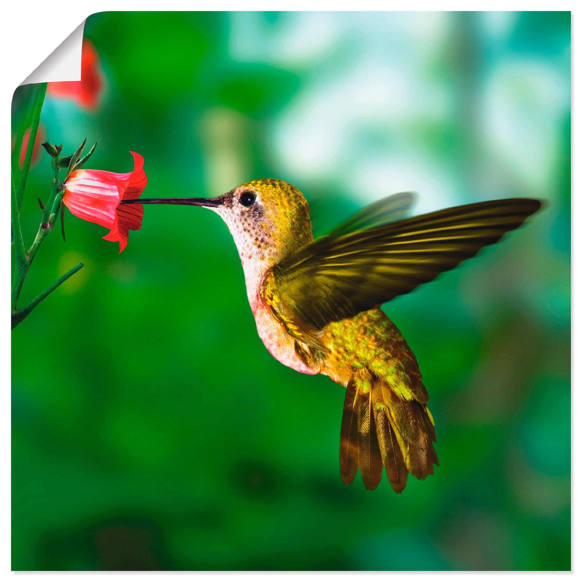 Artland Wandbild Kolibri, Vögel (1 St), als Alubild, Leinwandbild, Wandaufkleber oder Poster in versch. Größen