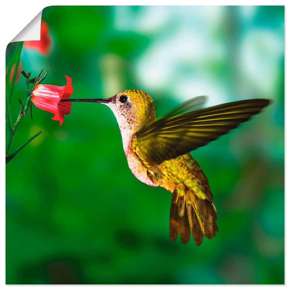 Artland Wandbild Kolibri, Vögel (1 St), als Alubild, Leinwandbild,  Wandaufkleber oder Poster in versch. Größen