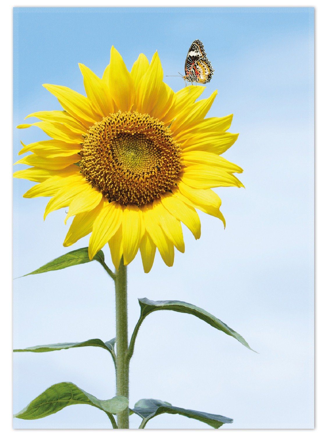 Teppich Sonnenblume mit Schmetterling, Wallario, rechteckig, rutschfest