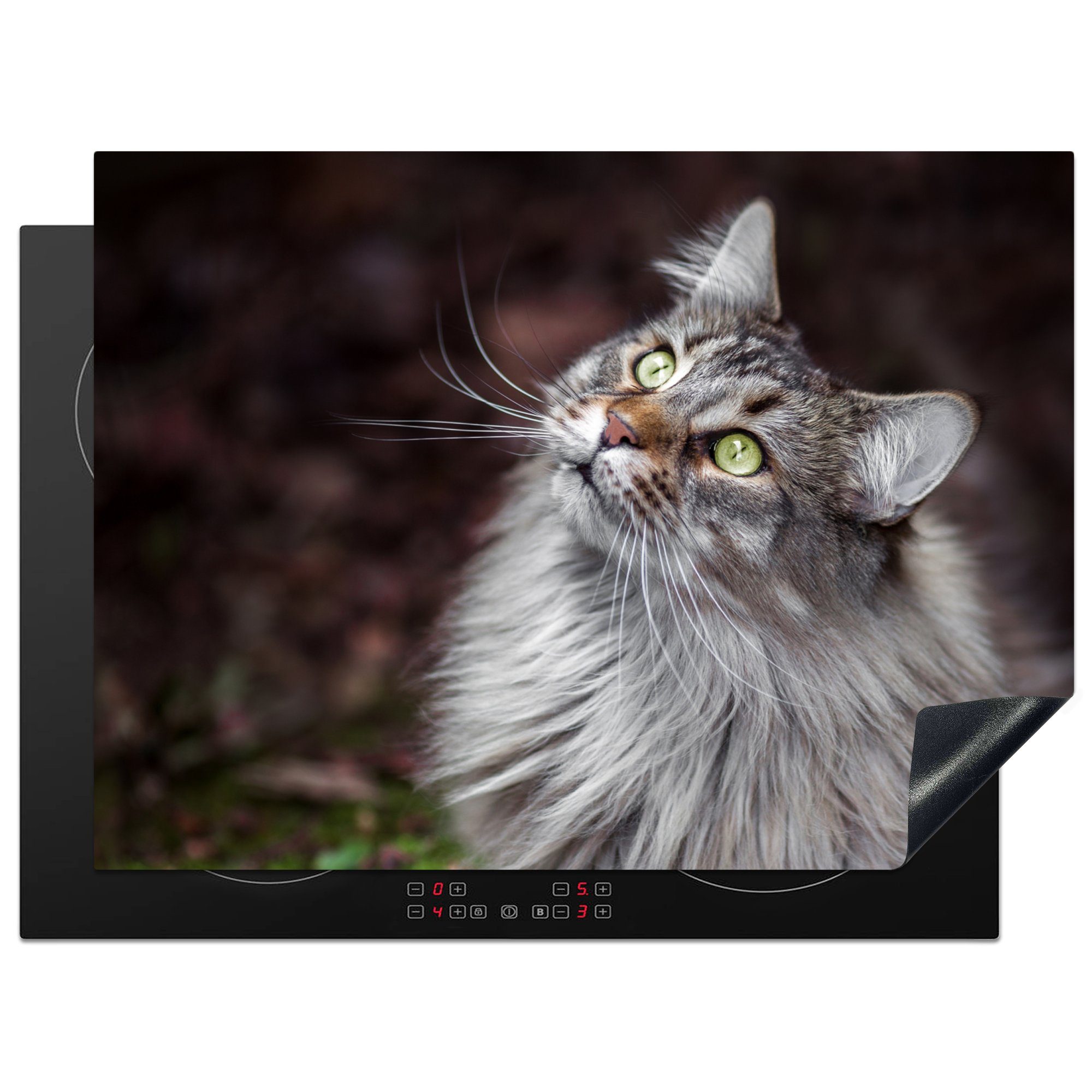 MuchoWow Herdblende-/Abdeckplatte die Eine Katze, (1 graue Vinyl, cm, küche, Coon tlg), 71x52 für Induktionskochfeld Maine Ceranfeldabdeckung Schutz