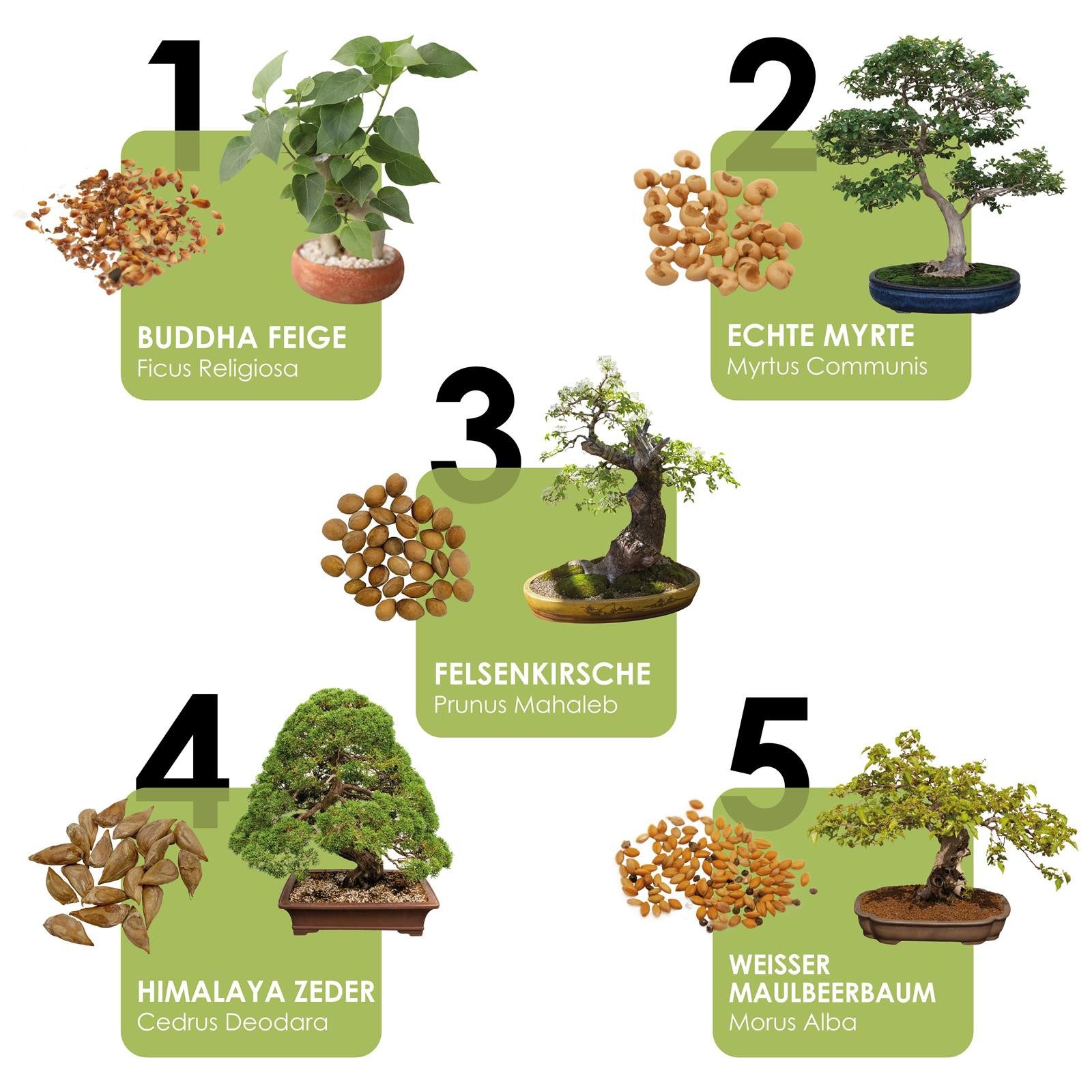 HappySeed Blumensamen Bonsai Samen mit hoher günstig online kaufen