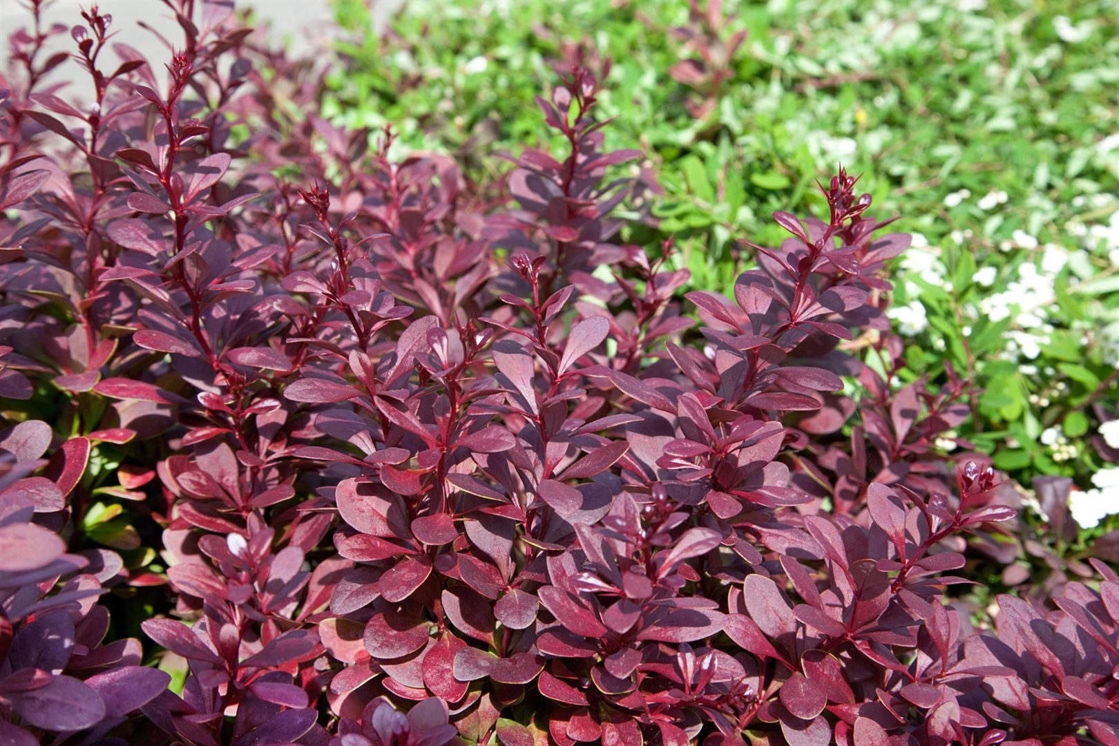 Pflanzen für Dich Gehölze Berberis thunbergii Red Chief, 1 St., Thunberg-Berberitze, Rote Berberitze