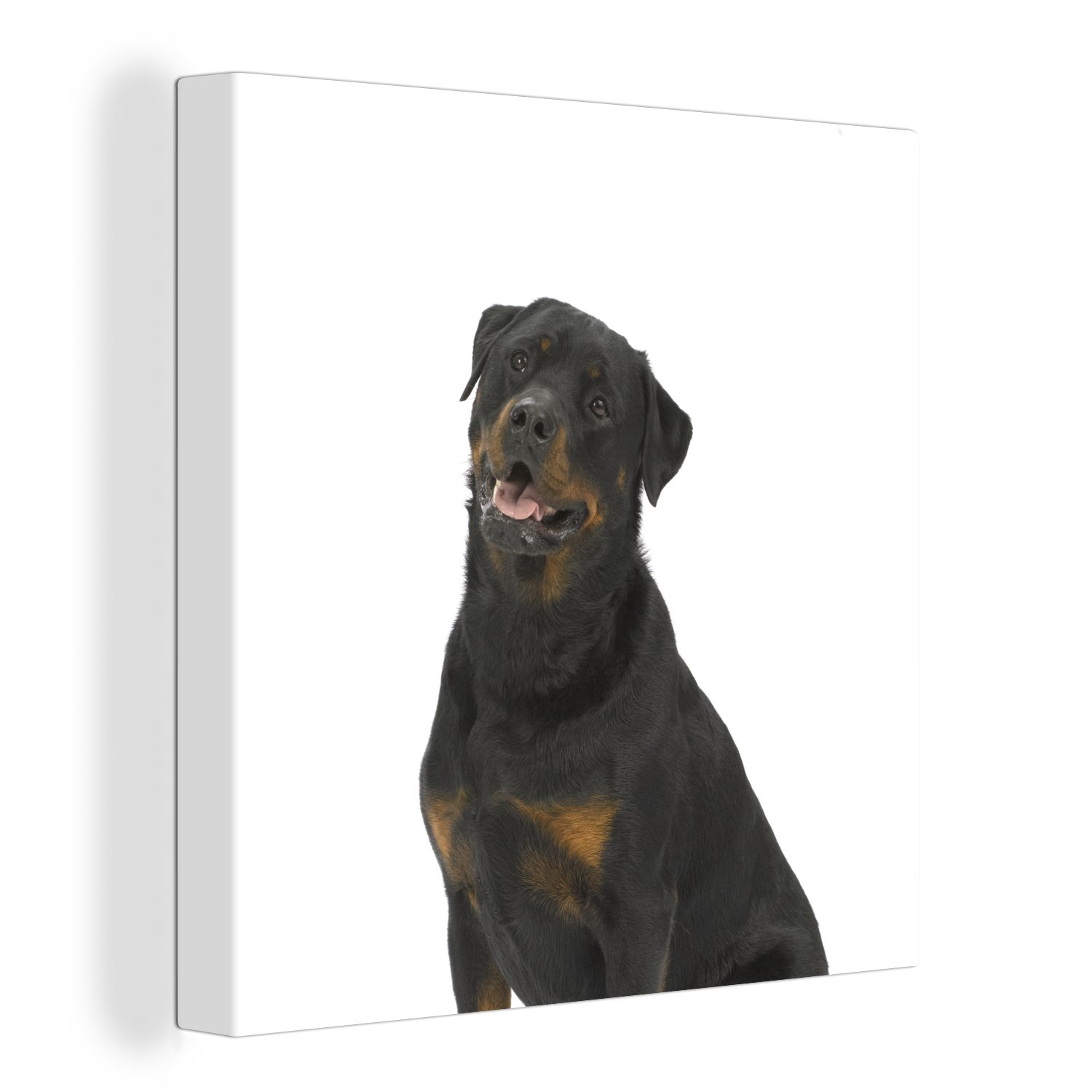 OneMillionCanvasses® Leinwandbild Rottweiler auf weißem Hintergrund, (1 St), Leinwand Bilder für Wohnzimmer Schlafzimmer