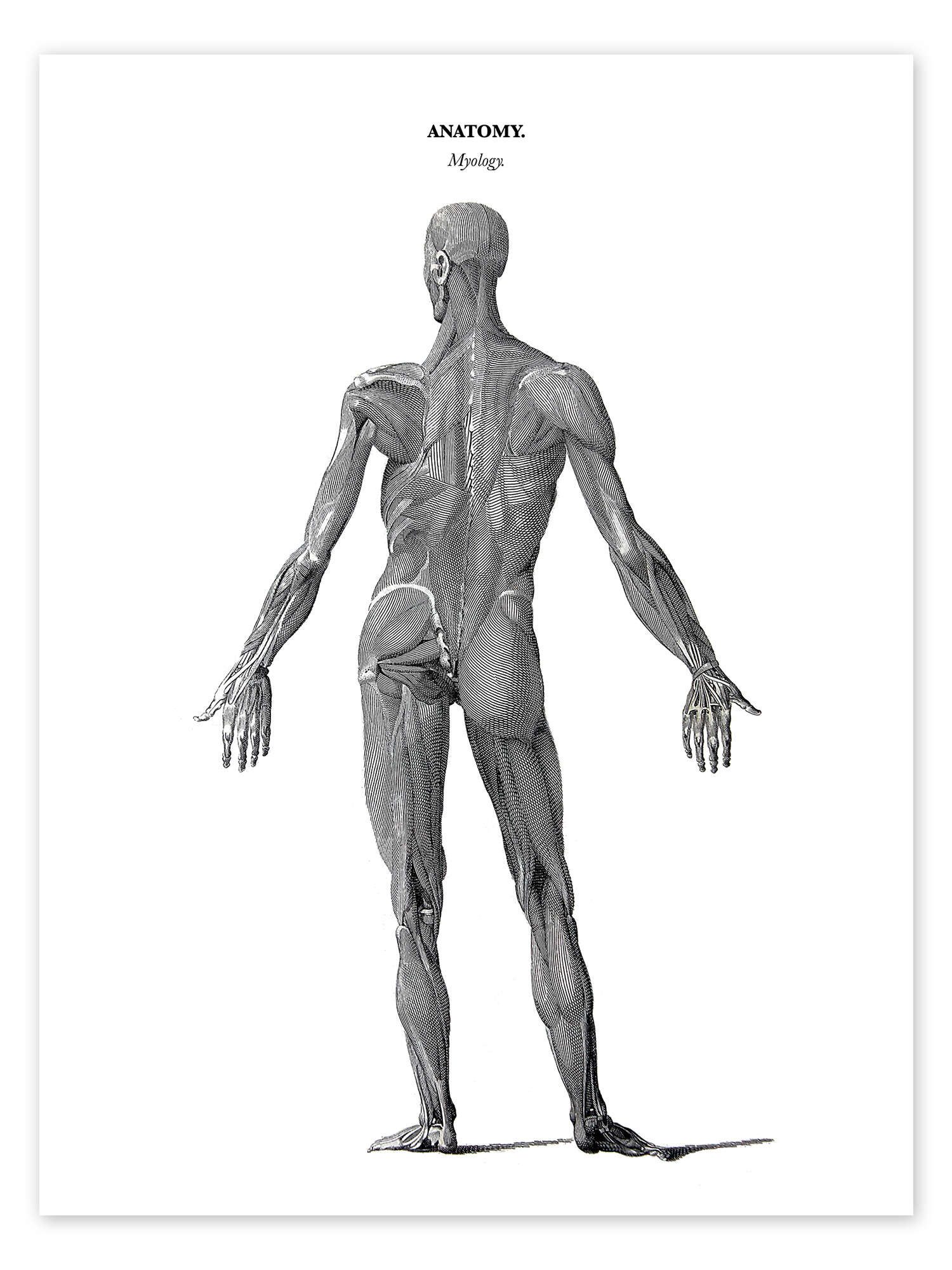 Posterlounge Poster Thomas Milton, Anatomie der günstig online kaufen