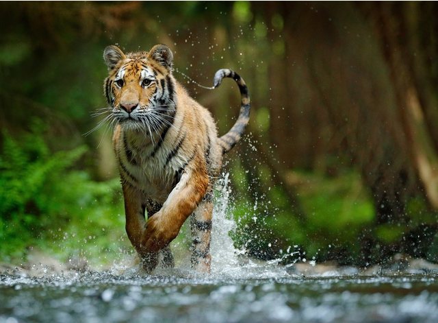 Papermoon Fototapete »Siberian Amur Tiger«, glatt-Otto