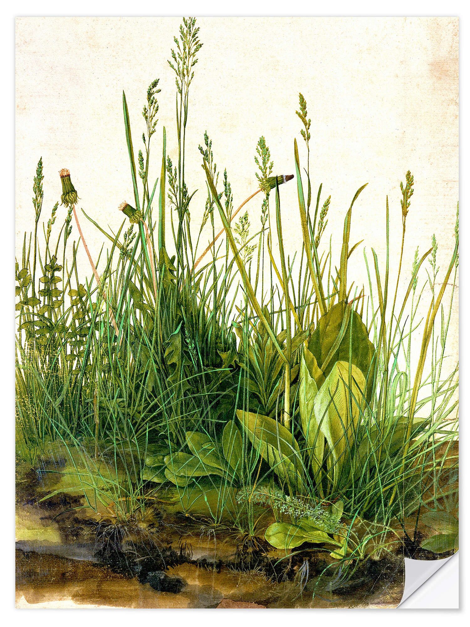 Wandfolie Albrecht Dürer