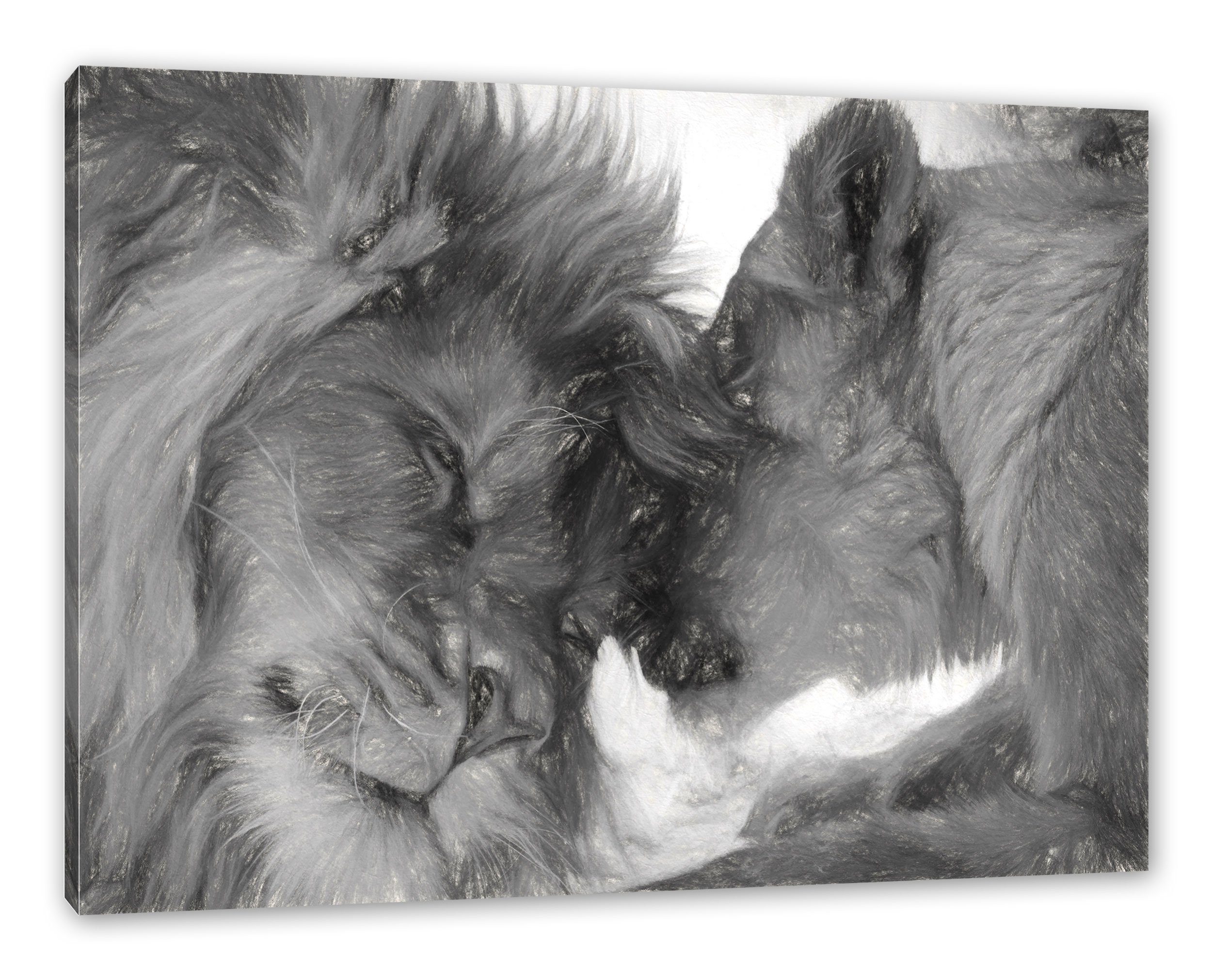 Löwen (1 Pixxprint St), fertig Kuschelnde Leinwandbild Leinwandbild inkl. bespannt, Löwen, Kuschelnde Zackenaufhänger