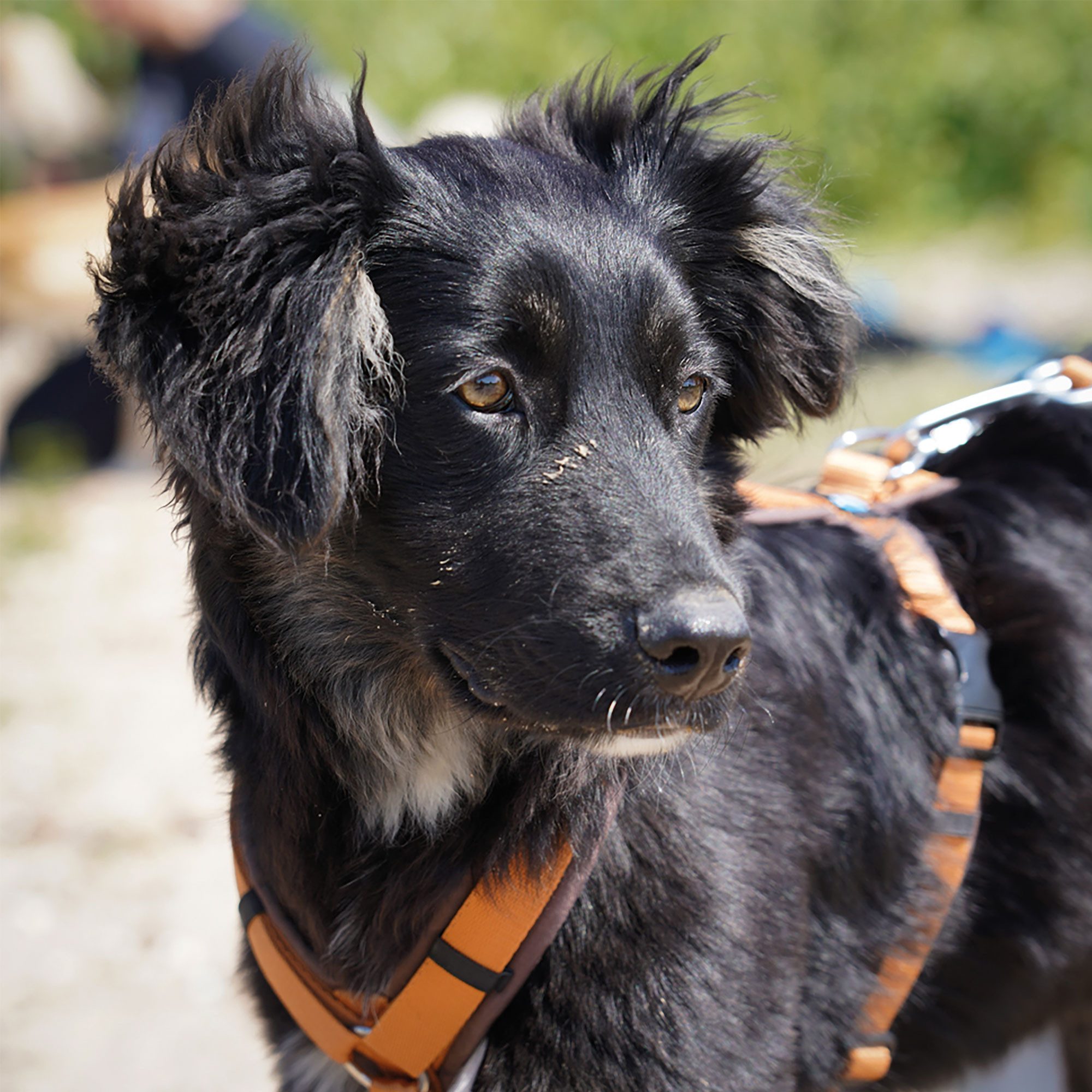 AnnyX Hunde-Geschirr Brustgeschirr Fun - gepolstert - superbequem, Nylon, bequemer Einstieg